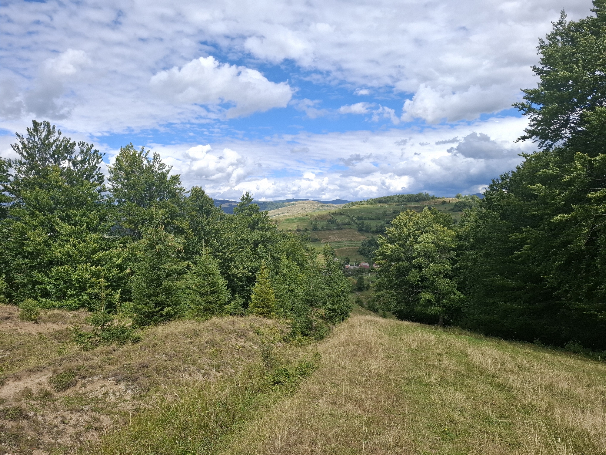 This is a wide-angle, landscape photograph taken from a grassy hillside in Volovets, Ukraine. The foreground is dominated by dry, golden grass on a sloping terrain, with patches of bare earth and some small green bushes. In the middle ground, a dense forest of various green trees, including tall evergreens and broader deciduous trees, forms a barrier. Through a break in the trees, a small village with red-roofed houses is visible nestled in the valley. The background features rolling hills covered in greenery, indicating agricultural fields or meadows, and a distant mountain range. The sky above is a vibrant blue, populated by fluffy white cumulus clouds, suggesting fair weather. The overall scene depicts a rural, natural landscape.