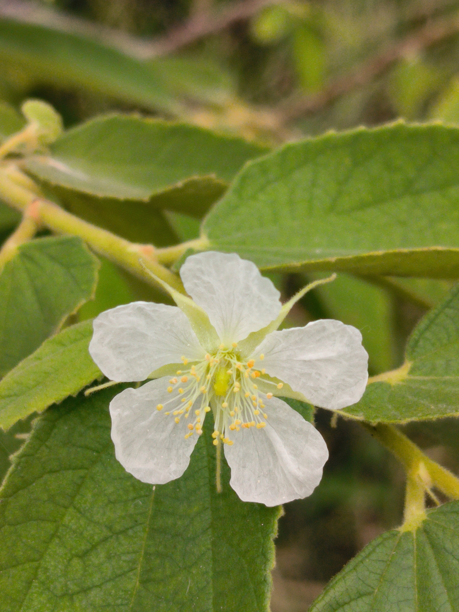 A close-up, eye-level shot captures a single, delicate white flower with five translucent petals and a prominent center of yellow stamens. The flower is surrounded by vibrant green leaves, some in sharp focus and others softly blurred in the background, suggesting a natural setting. The leaves are broad with serrated edges and a slightly fuzzy texture. The flower appears to be attached to a slender, pale green stem that is also visible. The overall impression is one of natural beauty and tranquility, with the focus sharply on the intricate details of the flower. The image does not contain any elements that can be used to pinpoint its location in Lhokseumawe, Indonesia.