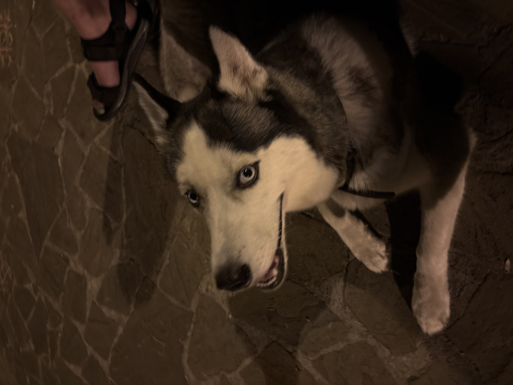 An overhead shot shows a husky dog lying on a stone-paved ground. The dog's head is tilted to the left, revealing bright blue eyes and an open mouth with its tongue visible. Its fur is a mix of white and gray. To the upper right, a person's foot wearing a black sandal is visible, standing on the same ground. The setting appears to be outdoors, possibly a street or plaza, as indicated by the stone pavement. The lighting suggests it is nighttime or a dimly lit environment. The location in Tolyatti, Russia, is not evident from the image's visual elements.