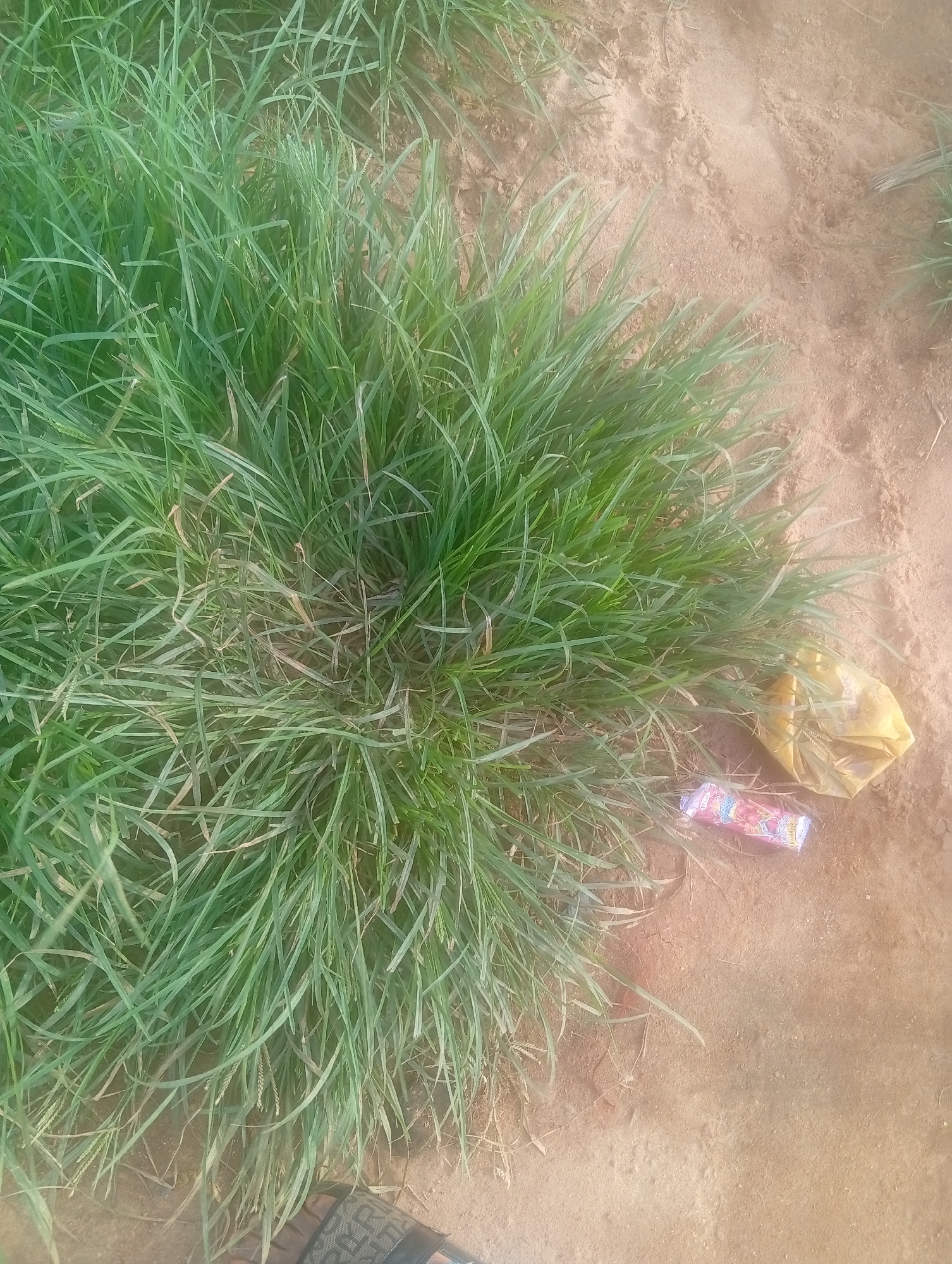 The image depicts a patch of lush green grass with a sandy ground. A crumpled yellow plastic bag and a candy wrapper are visible on the ground near the grass. The candy wrapper has text that appears to be in English and possibly another language. The scene is outdoors, with natural lighting suggesting daytime. The overall setting appears to be a rural or semi-rural area, possibly a field or roadside, given the combination of grass and sandy soil. There are no people or animals visible in the frame, focusing the attention on the natural elements and the discarded items. The ground shows some texture and unevenness, indicating a natural, unmanicured environment. The grass is dense and appears to be growing wild. The discarded objects suggest human presence, though no one is currently in the scene. The location context indicates Bokkos, Nigeria, which aligns with the appearance of the environment.