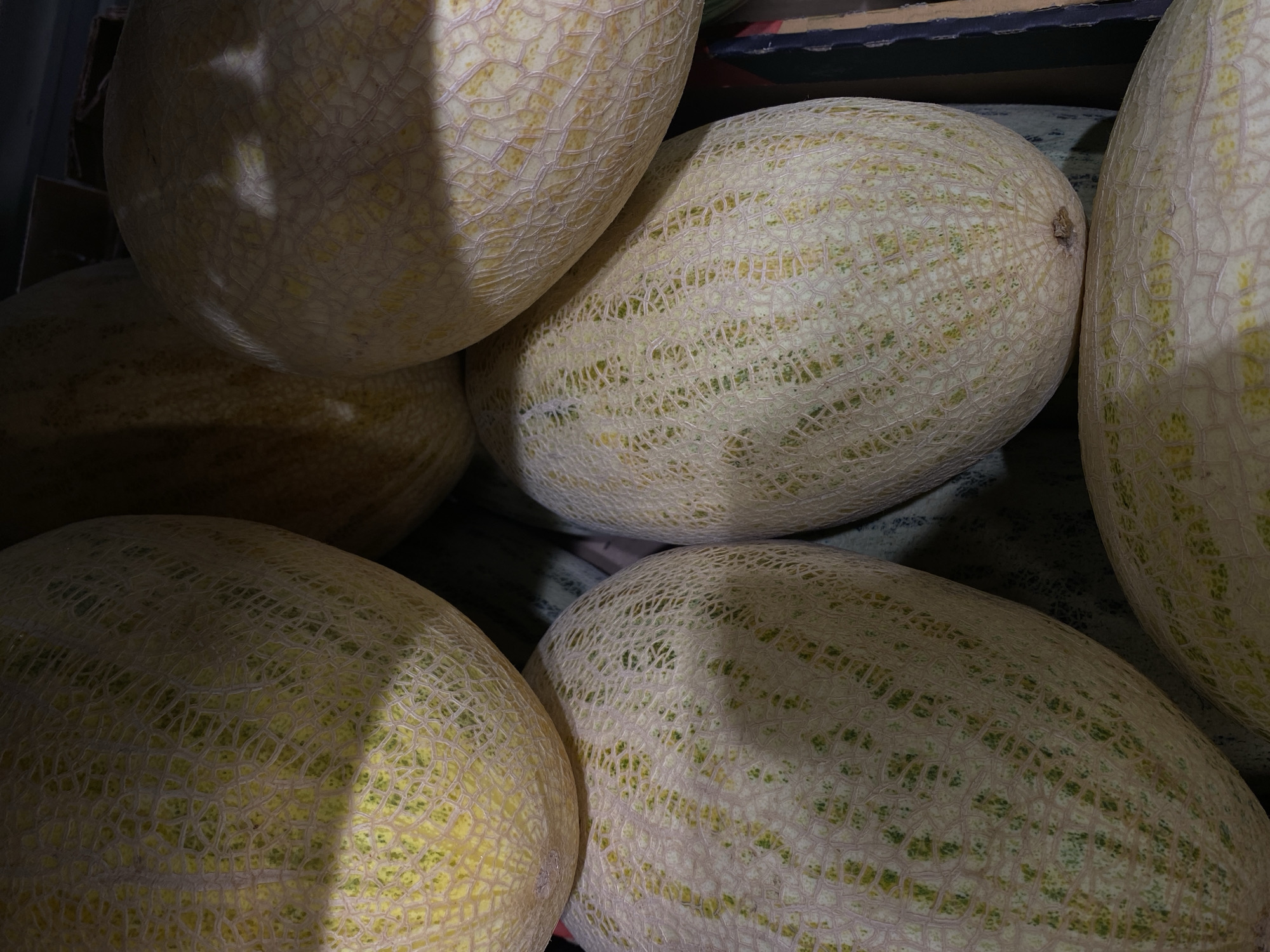 A close-up, overhead shot shows a pile of ripe cantaloupe melons. The melons are pale yellow with a textured rind that features a network of raised, lighter colored lines and subtle green spotting. The lighting casts shadows across the melons, highlighting the contours of their spherical shapes. The melons are likely in a grocery store or market, possibly in Lomonosov, Russia, given the contextual information. There are no people or animals visible in the image.