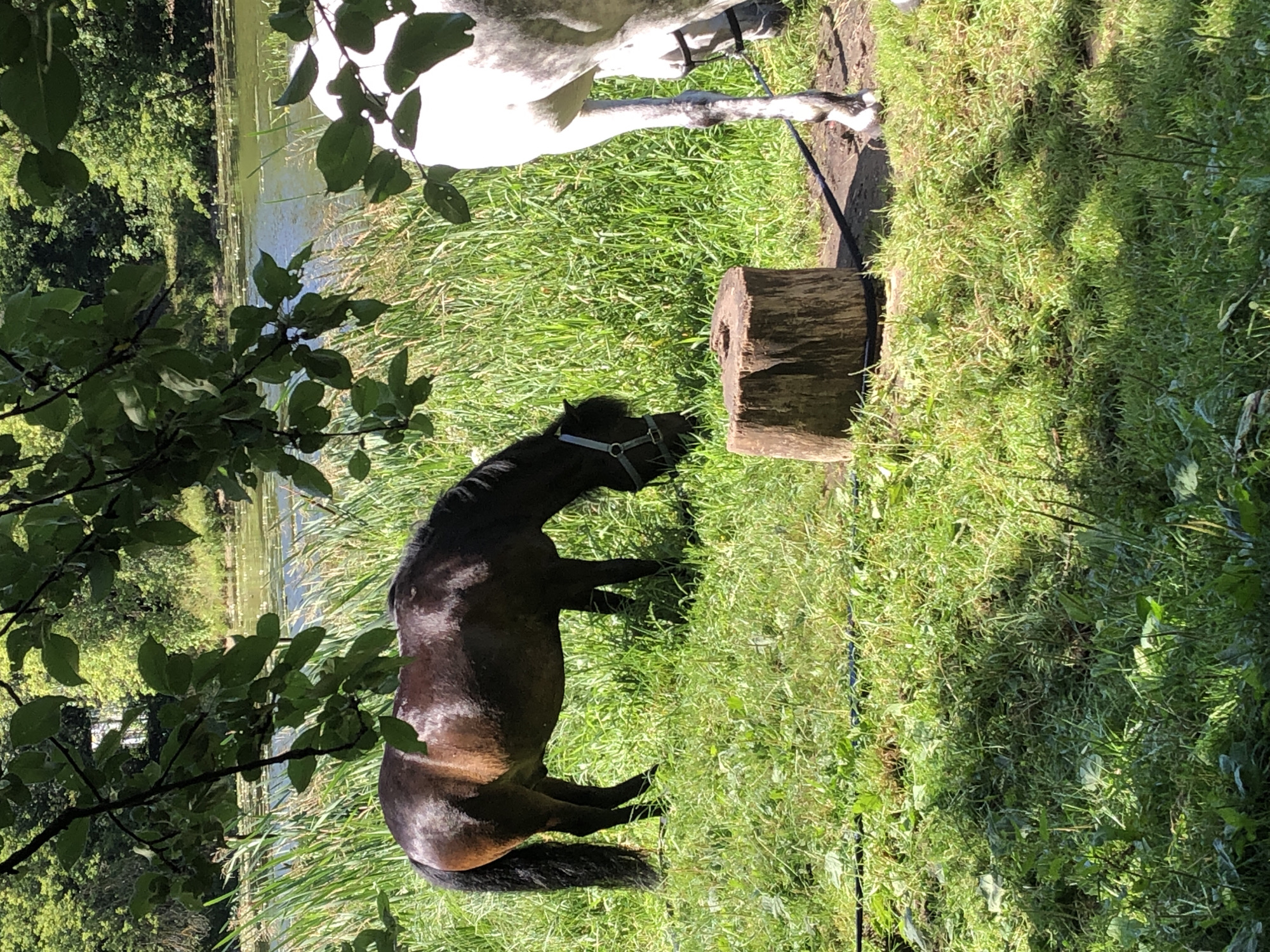 An exterior, medium shot captures two horses grazing in a grassy area with a body of water and trees in the background. A dark brown horse is positioned in the left half of the frame, facing towards the right, with its head down to graze. A white horse is partially visible on the right side of the frame, facing away from the viewer. Both horses are equipped with halters. In the foreground, a weathered tree stump sits on the grass. The environment appears to be a natural setting, possibly a park or rural area, under dappled sunlight filtering through overhead foliage. The scene is set outdoors, during daylight hours. No discernible elements suggest this location is within the city of Moscow, Russia.
