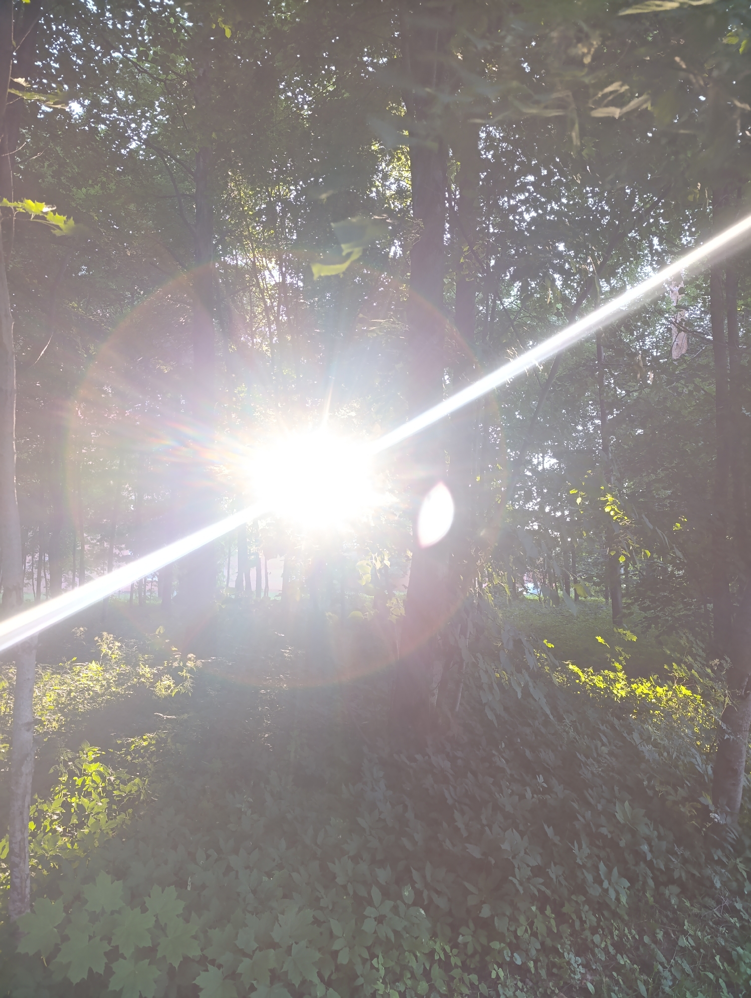 The media file depicts a sun-drenched forest scene in Chernogolovka, Russia. The sun is intensely bright, positioned in the upper left quadrant of the image, and casting a strong beam of light diagonally across the frame. This sunlight creates significant lens flare and a halo effect, obscuring some of the details within the forest.
The foreground is filled with lush green foliage, appearing as ground cover and lower-lying bushes. The midground and background reveal the dense canopy of trees, with their leaves filtering the sunlight, creating dappled patterns. Several tree trunks are visible, varying in thickness and texture. The lighting suggests it is either early morning or late afternoon, indicated by the low angle of the sun and the warm, golden hues of the light. The weather appears clear, allowing for the unobstructed brilliance of the sun.
There are no people or distinct objects visible, the focus being solely on the natural elements of the forest. The overall mood is serene and natural, bathed in the warm glow of the sun. No visible text is present in the image.