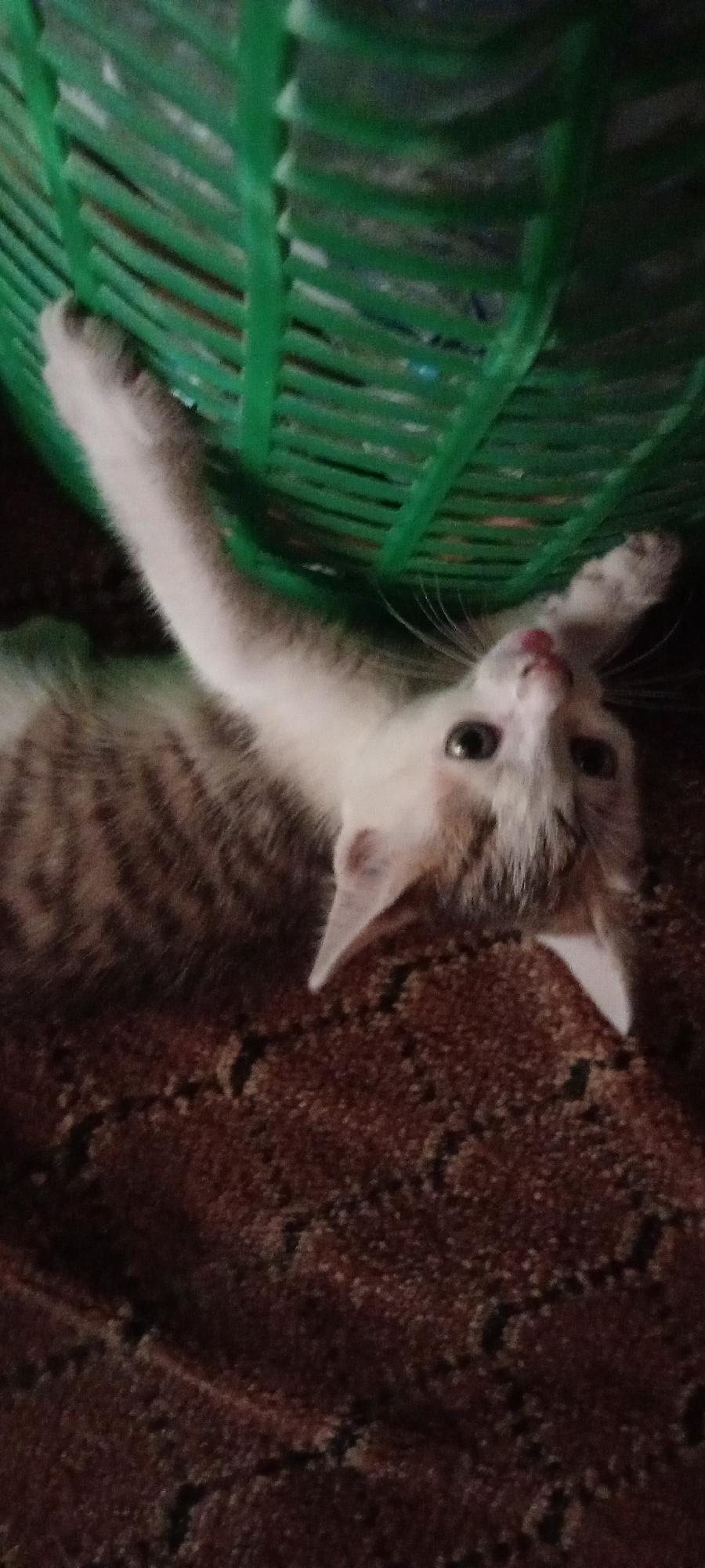 A kitten lies on its back on a brown textured surface, possibly a carpet or rug. A green plastic basket is visible above the kitten. The kitten's right paw reaches up towards the basket. The kitten is light-colored with tabby markings and is looking upwards with its tongue slightly visible. The location of the scene is Gama, Nigeria, though there are no specific environmental details confirming this city.