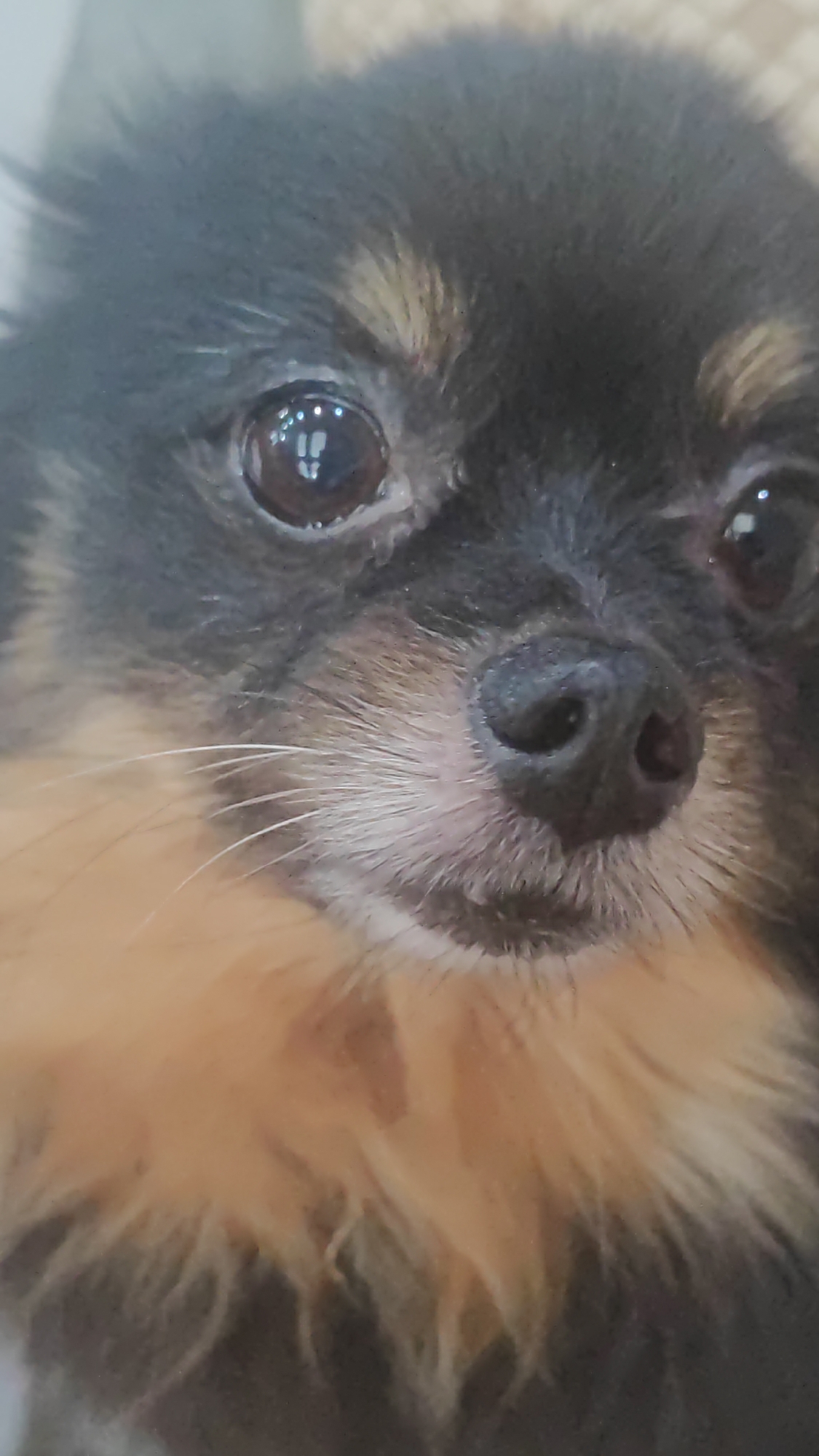 A close-up, eye-level, slightly upward-angled portrait shows the face of a small dog, likely a chihuahua or similar breed, with dark fur on its head and lighter tan fur on its muzzle and chest. The dog's eyes are dark and reflective, with a slight sheen. Its wet, black nose is centered, with white whiskers fanning out from either side of its muzzle. The background is blurred and appears to be indoors, possibly on a textured surface such as a rug or woven basket. There is no identifiable location in the city of Sochi, Russia.