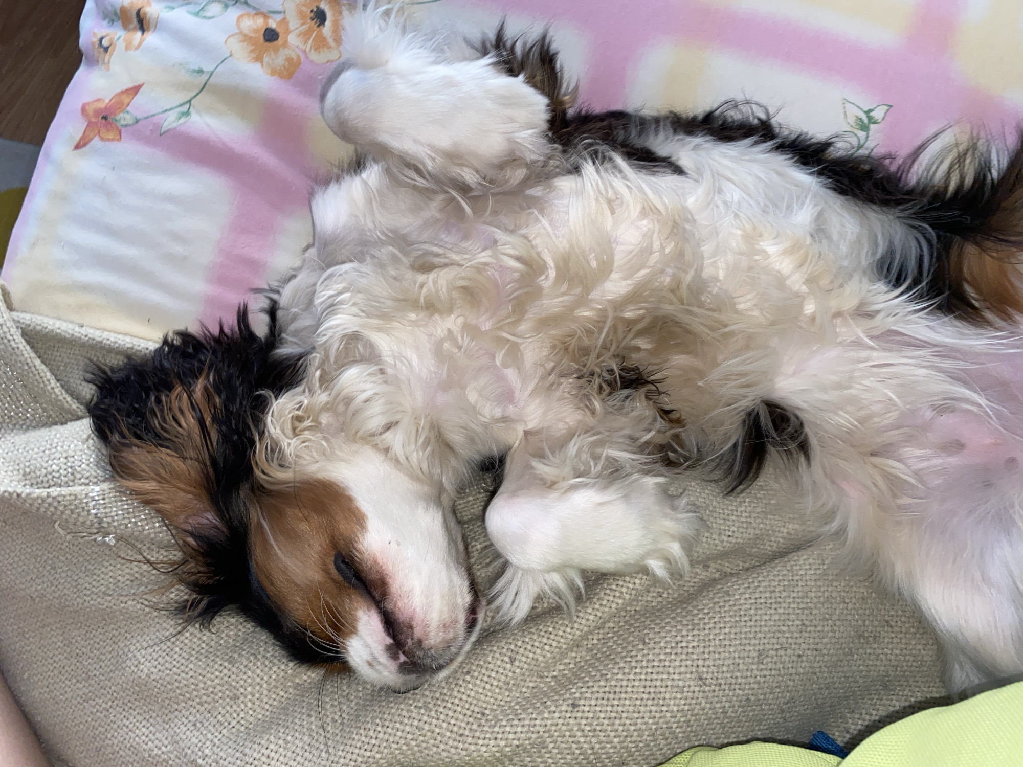 A tri-color Cavalier King Charles Spaniel puppy is sleeping on its back on top of a light brown textured surface, which is partially covered by a floral-patterned sheet with white, pink, and orange flowers. The puppy is mostly white with brown and black markings. The head is oriented to the left. The puppy's paws are curled up near its face and chest. The background is blurred. The location is unspecified, but the prompt suggests it is in the city of Votkinsk, Russia.