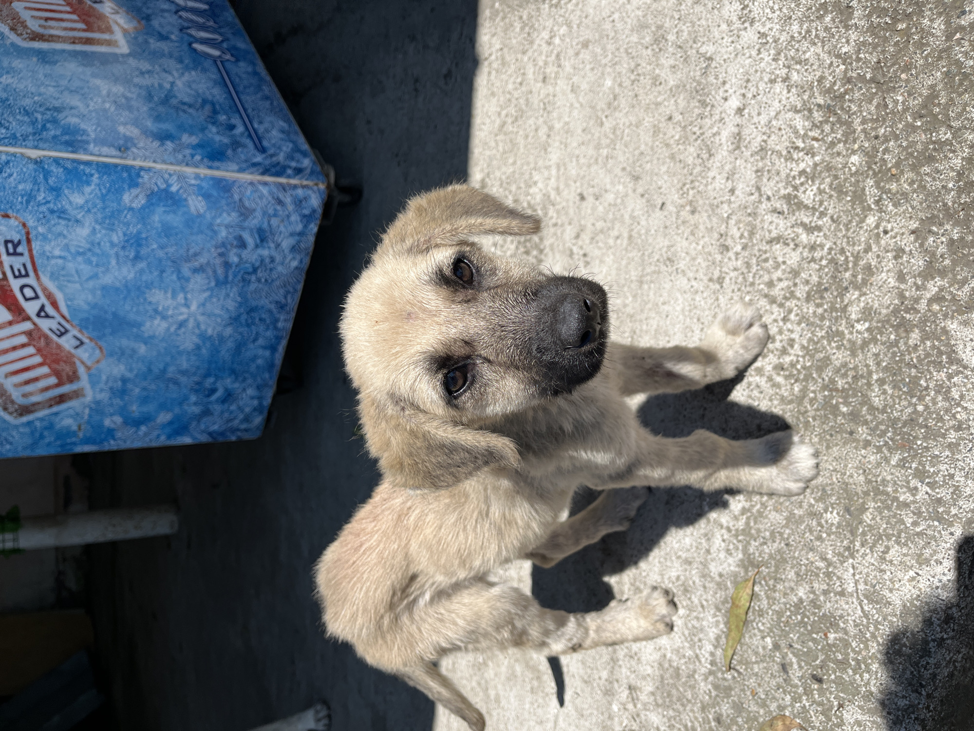A tan puppy with dark markings on its face stands on a concrete surface outdoors. The puppy is facing the camera and is mostly in focus, with the background slightly blurred. Behind the puppy, to the right, is a large blue cooler with ice patterns and the word "LEADER" visible in red lettering. To the left of the puppy, a white pole and a dark, shadowed area are visible. The sun is casting shadows on the concrete, indicating it is daytime. The environment appears to be an outdoor area in the city of Ureki, Georgia, possibly near a street or public space given the presence of the cooler. There are no people in the immediate vicinity of the puppy.