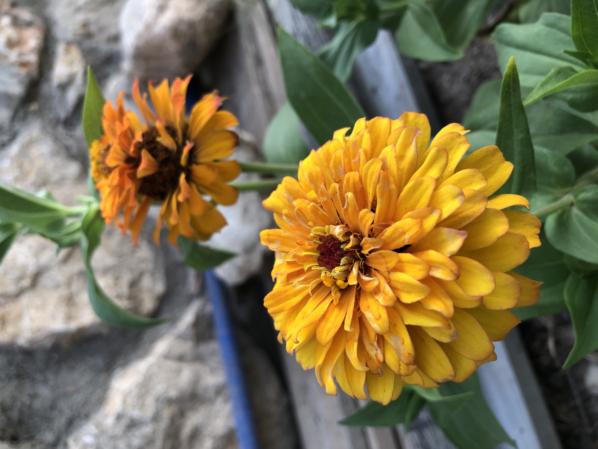 This is a close-up, eye-level, outdoor photograph of two orange zinnia flowers in what appears to be a garden. The flower in the foreground is large and in sharp focus, exhibiting many layered petals. Its center is a deep reddish-brown. The second zinnia, in the background and slightly out of focus, is smaller and a brighter orange hue with a darker center. Green leaves surround the flowers, some of which are slightly blurred. The background features a rough, textured stone wall and a blurry blue object, possibly a pipe or container. The ground beneath the flowers is indistinct but appears to be soil and possibly some wooden planks. There are no people or animals visible in the image. The lighting suggests it is daytime.
