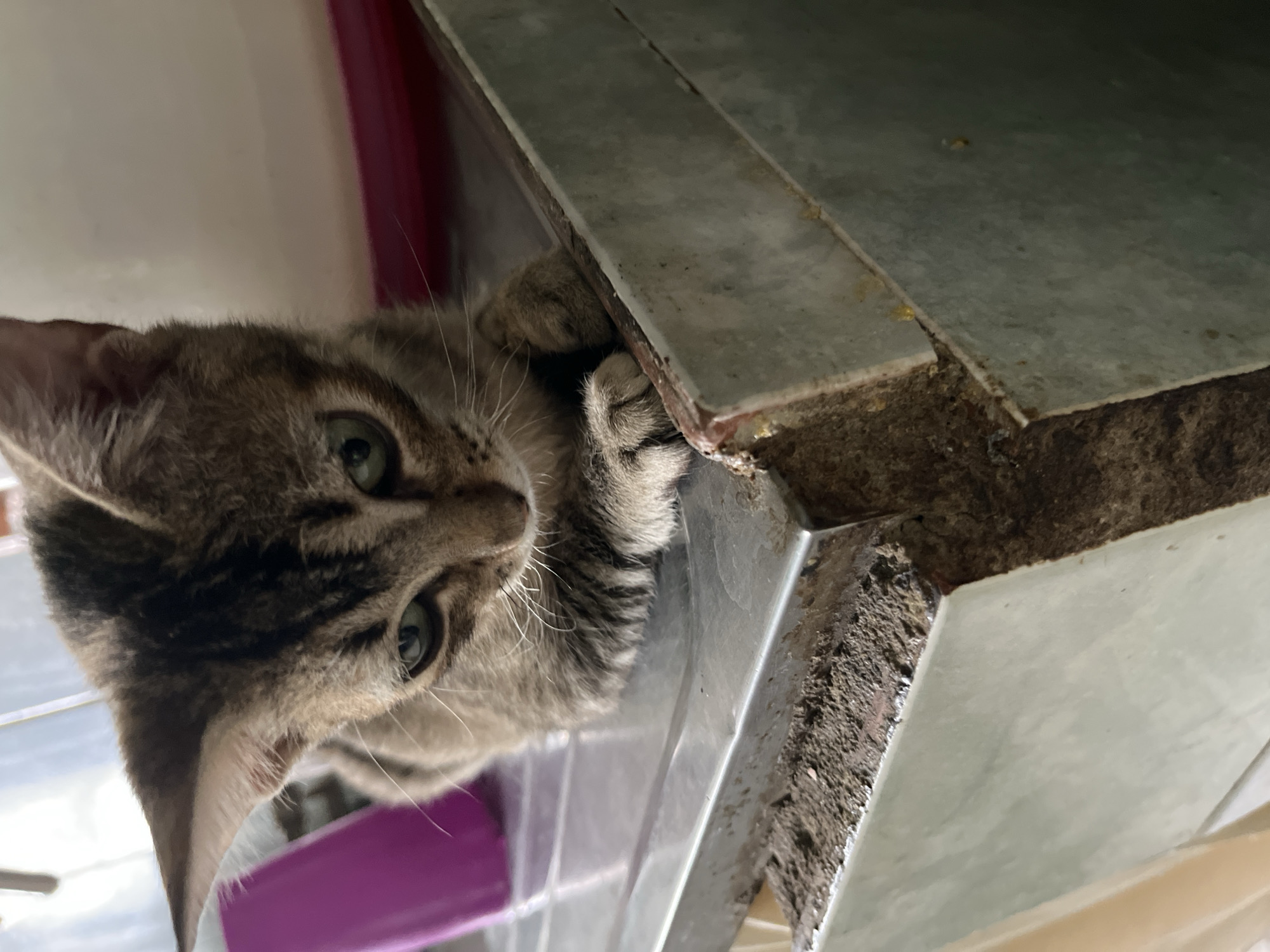 A close-up, canted shot features a tabby cat perched on the edge of a tiled surface. The cat's head and forepaws are visible, with its paws clinging to the edge of the tile. The background includes a pink object partially visible behind the cat. The location is Tinaquillo, Venezuela.