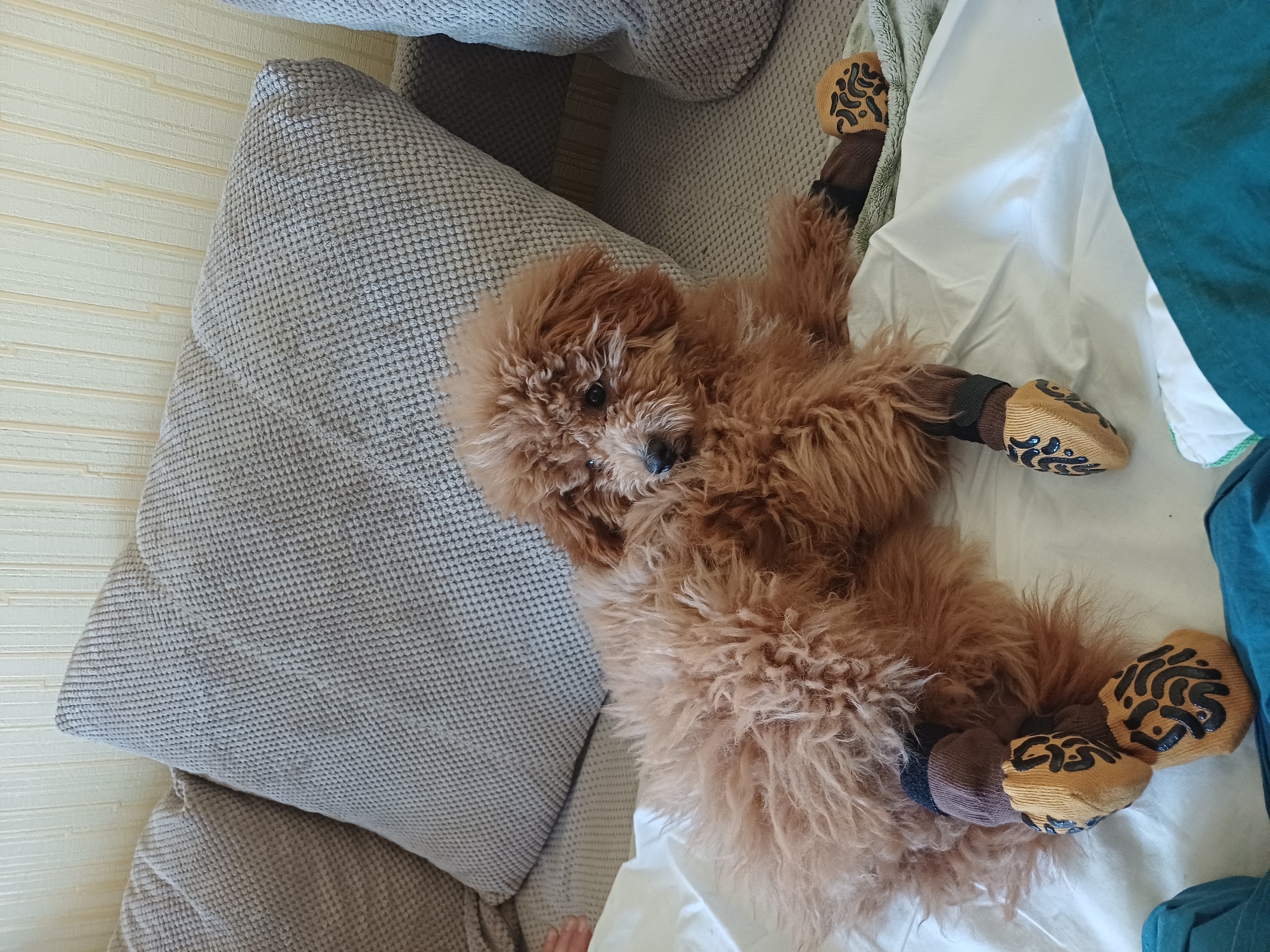 A fluffy, reddish-brown poodle dog is lying on a white surface, likely a bed or sofa, with its paws propped up. The dog is wearing protective booties on all four paws. The booties are yellow with black leopard-print accents. The dog is looking to its right, with a relaxed posture. In the background, there are two grey textured pillows on a couch. The overall scene appears to be indoors, in a domestic setting. There is no specific identifiable location within the city of Kyiv, Ukraine.
