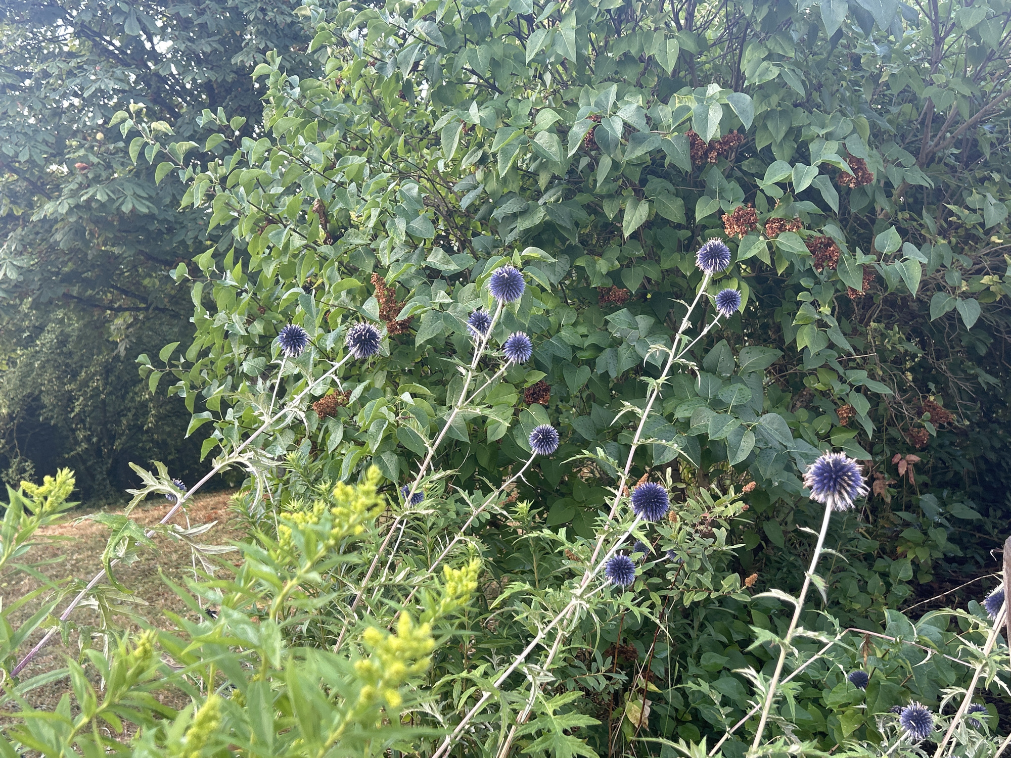 In an outdoor, natural setting, likely a garden or park, a cluster of globe thistle flowers (Echinops) are in bloom. The flowers are spherical and a vibrant purple-blue color, each atop a tall, spiky stem. These stems are interspersed with the green, leafy foliage of other plants, including some with small yellow flowers, possibly goldenrod. In the background, a denser, darker green bush or tree provides a backdrop, with some dried brown seed pods visible amongst its leaves. The ground, visible in the lower left, appears to be covered with dry grass or soil, suggesting a somewhat arid or late-summer environment. The lighting is natural daylight, indicating an outdoor scene. There are no people or animals present.