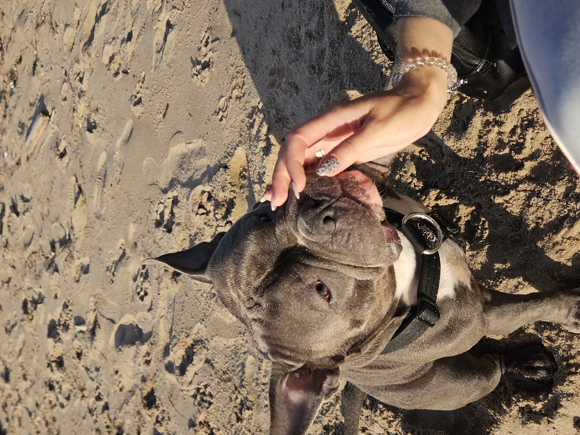 In this overhead shot, a gray pit bull terrier is lying on a sandy surface, its head tilted upwards. A person's hand, adorned with a leopard-print manicure and a clear beaded bracelet, gently pets the dog's face. The dog appears relaxed, with its ears relaxed and mouth slightly open, revealing its tongue. The sandy ground is textured with footprints and small indentations, suggesting it's a beach or a sandy outdoor area. A black harness with a metal ring is visible on the dog. The lighting suggests it is daytime, with shadows cast on the sand. The scene evokes a sense of calm and connection between the person and the dog. No visible text is present in the image.
