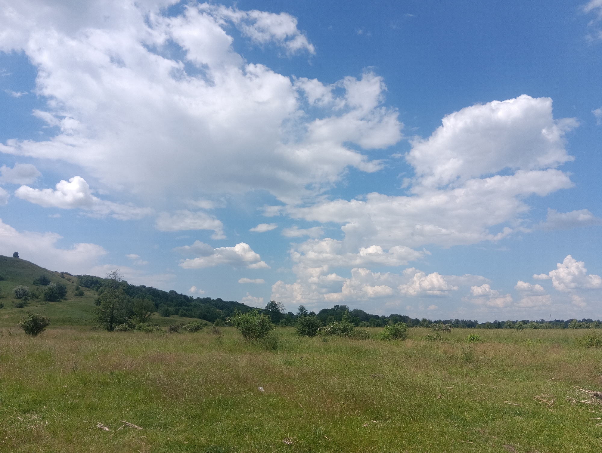 A wide shot captures a lush, green landscape under a bright blue sky dotted with fluffy white clouds. The foreground is a field of tall, dry grasses interspersed with vibrant green blades, suggesting a summer meadow. In the mid-ground, a gentle, grassy hill rises on the left, sparsely dotted with trees and shrubs. The hill is covered in green vegetation, with darker green trees and bushes clustered along its crest and slopes.
Further into the mid-ground, a line of dense, dark green trees forms a backdrop across the horizon, separating the rolling hills from the sky. These trees appear to be part of a forest or a thick treeline. Scattered throughout the meadow and at the base of the hill are various bushes and smaller trees, adding texture to the scene.
The sky is a prominent feature, filled with a dynamic arrangement of cumulus clouds that cast soft shadows on the land below. The overall impression is one of a tranquil, natural landscape on a pleasant day. The lighting suggests it is midday or early afternoon, with the sun high in the sky. There are no visible people, objects, or text in the image. The setting evokes a sense of open space and natural beauty.