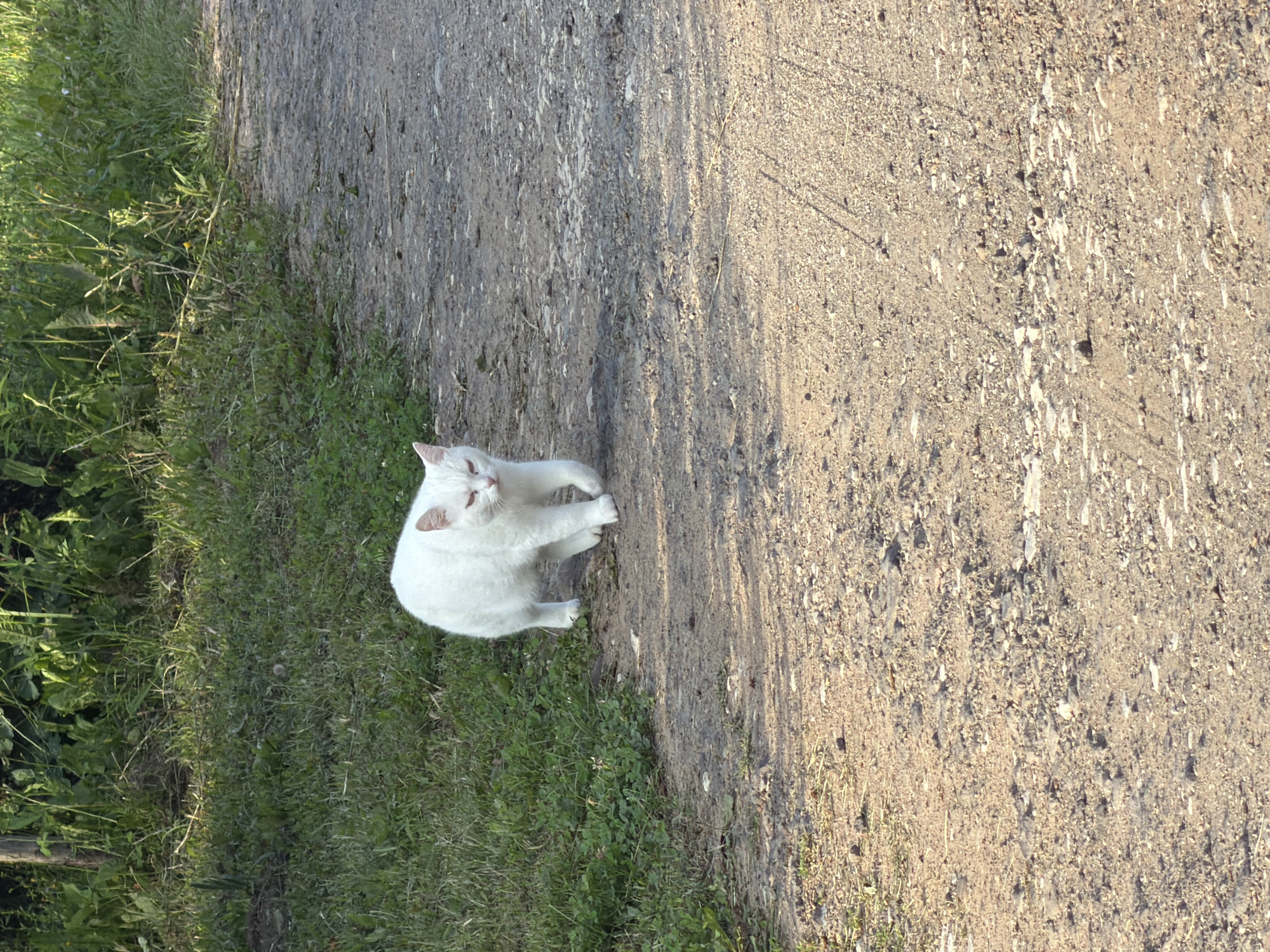 A white cat is walking on a dirt road in Oreshniki, Russia. The cat is facing the viewer and appears to be alert. The road is made of gravel and dirt, and there is green grass on either side of the road. In the background, there are trees and foliage. The sun is shining, casting shadows on the ground.