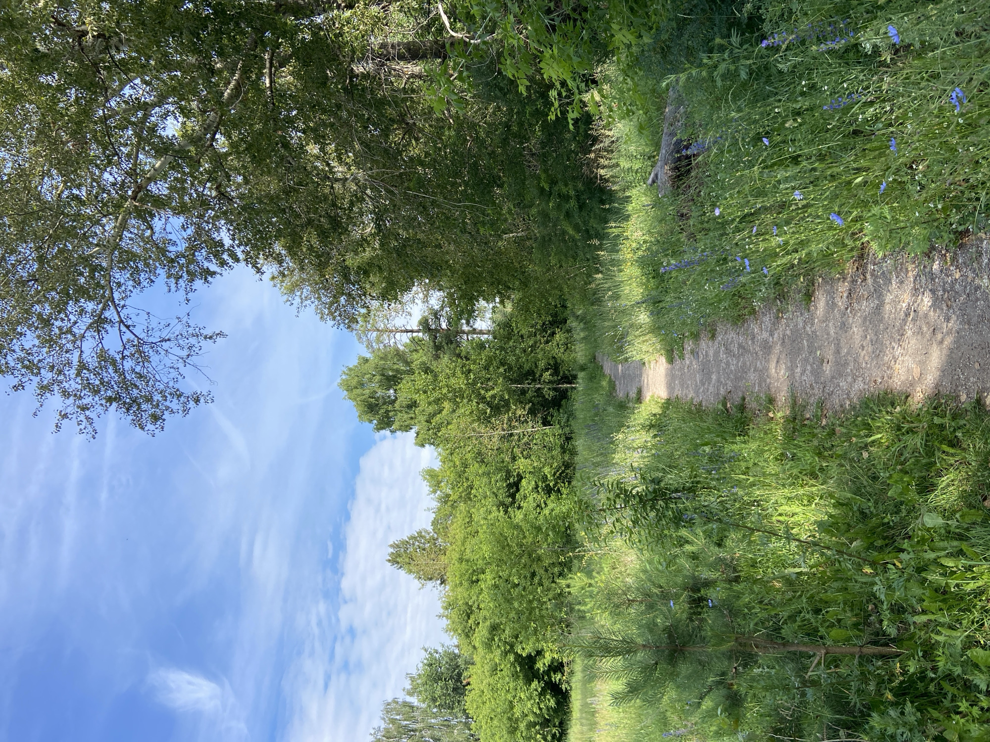 A dirt walking path curves through a field of tall green grass and wildflowers, including small blue blossoms, under a bright blue sky with wispy white clouds. To the right of the path, a large tree with a textured white trunk and lush green leaves overhangs the scene. Dense green trees form a backdrop to the field. The path appears to be in a park or natural area. The image was taken in Votkinsk, Russia.