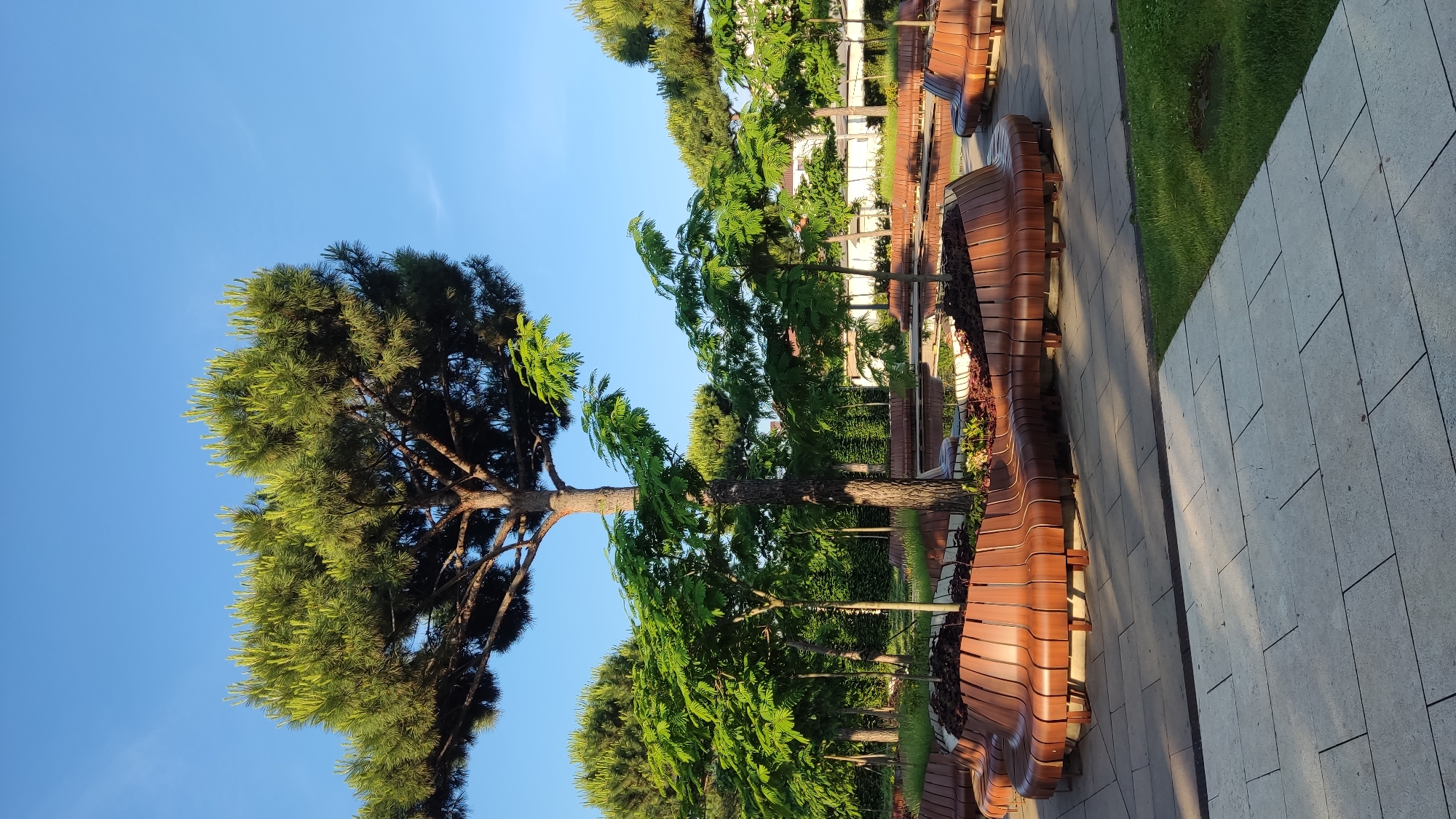 A panoramic view of a modern park in Krasnodar, Russia, is captured under a clear blue sky. The park features a large, mature pine tree with a distinctive umbrella-like canopy dominating the center of the frame. Surrounding the pine are several smaller trees with feathery green leaves. The ground is paved with large, light-colored stone tiles, with patches of manicured green grass.
A prominent feature of the park is a series of curved, contemporary benches made of polished brown wood. These benches are arranged in a flowing, organic design around a central planter bed filled with mulch and low-lying plants. The benches are empty, indicating no people are present in the immediate vicinity. In the background, more trees and glimpses of buildings can be seen, suggesting an urban setting. The overall impression is one of a well-designed, tranquil public space.