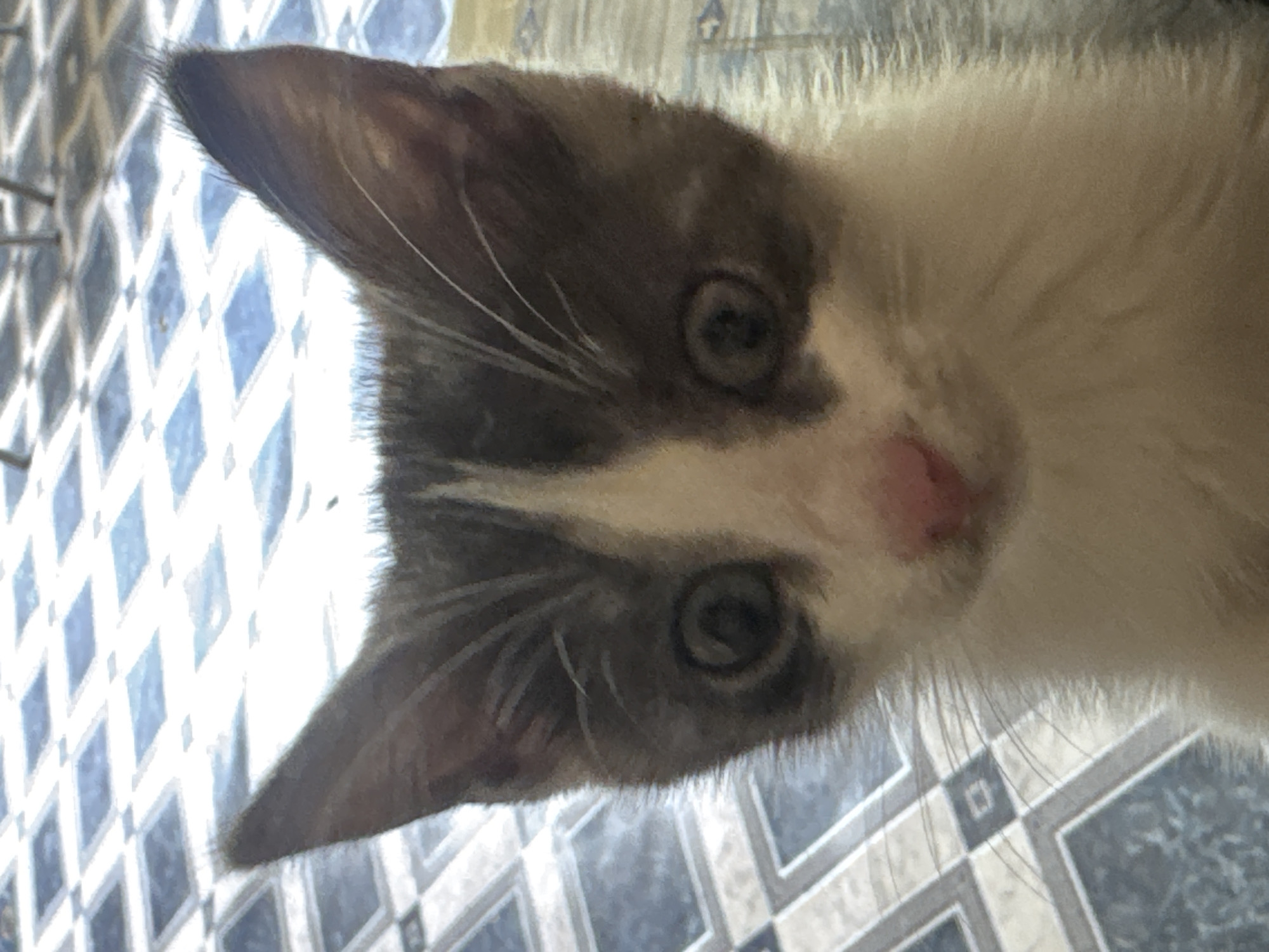 A close-up, low-angle, eye-level shot shows the head of a small kitten. The kitten has gray and white fur, with large, dark eyes and a pink nose. Its ears are pointed and stand upright. The background is a tiled floor with a diamond pattern of blue and white squares. The image appears to have been taken indoors, possibly in a residential setting within the city of Zaokskiy, Russia. There are no people or other animals visible in the frame. The lighting is natural, casting soft shadows on the kitten's face.