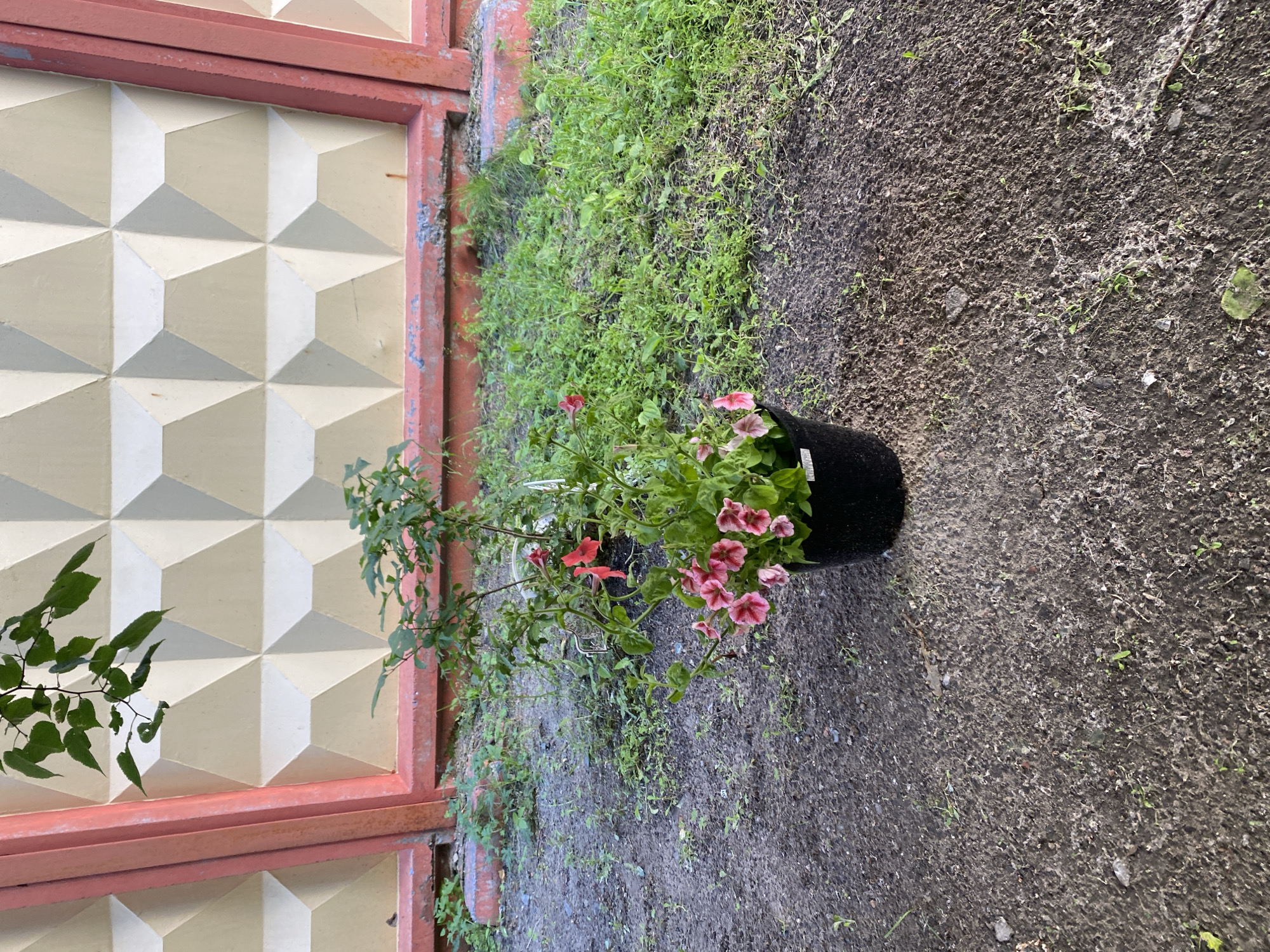 A potted plant with pink and red flowers sits on the ground in front of a textured wall and a fence. The ground is dirt and patchy grass. The wall is light beige with geometric indentations and the fence is reddish-orange. The plant has green leaves and delicate flowers.