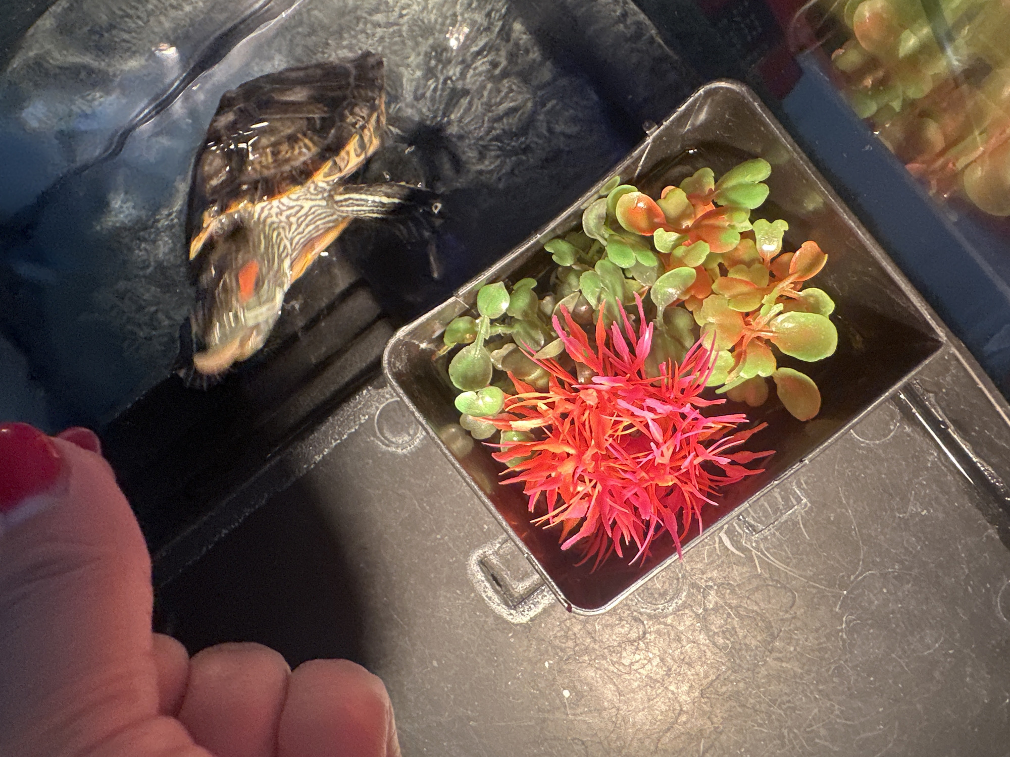 A close-up overhead shot shows a person's hand with red nail polish reaching into a dark enclosure containing a small turtle with red and yellow stripes on its neck and face. In the foreground, a small black container holds artificial red and green aquatic plants. The background is dark and appears to be a tank or enclosure. There is no visible indication of the city of Novoaltaysk, Russia, in this image.