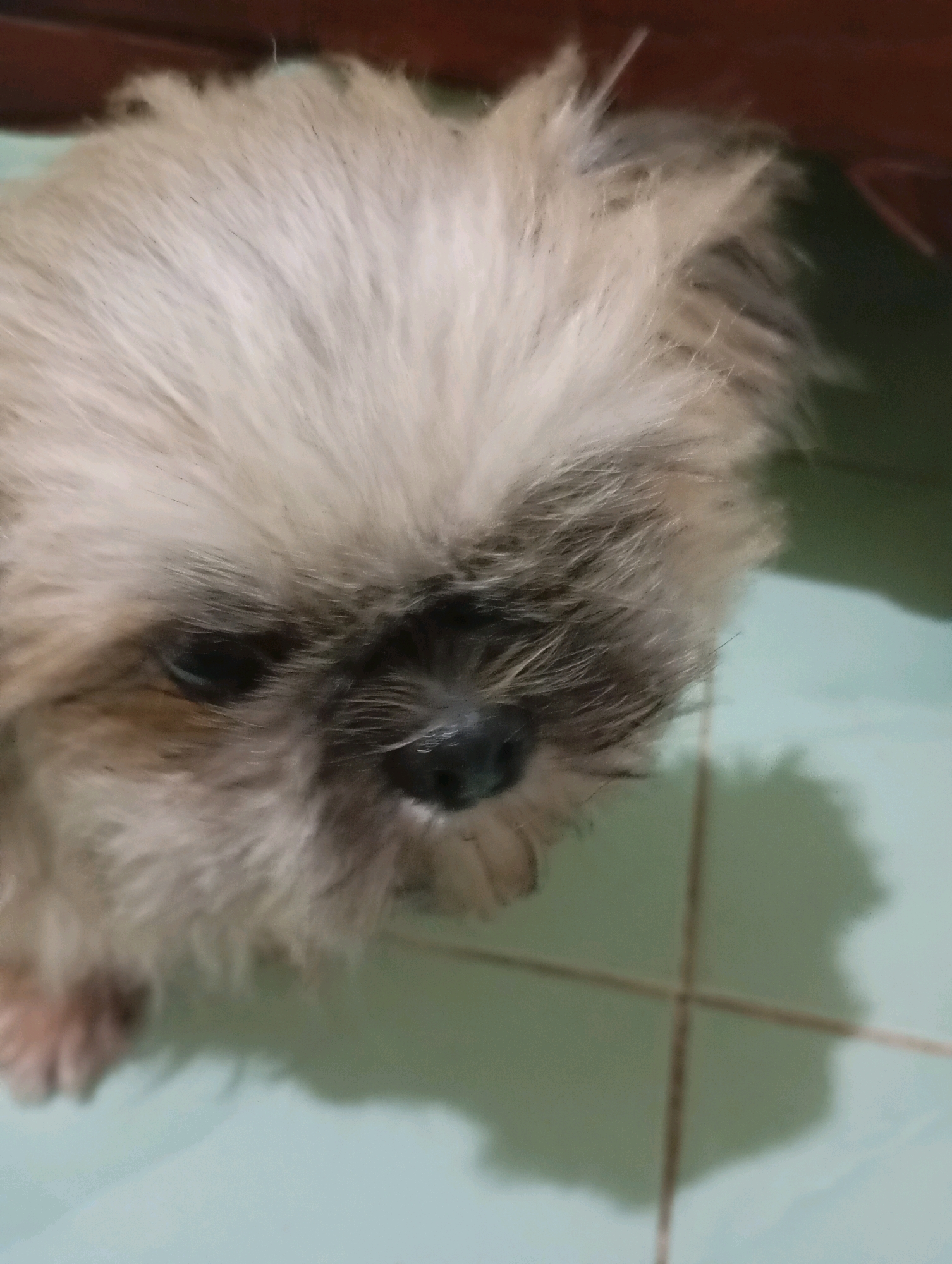An extreme close-up shot captures the face of a Shih Tzu dog, with its fluffy light brown and white fur dominating the frame. The dog's dark, beady eyes are partially obscured by its shaggy hair. Its black nose is visible in the center of the image. The background consists of a light green tiled floor with visible grout lines, and a dark brown surface, possibly furniture, at the top. The lighting casts a soft shadow of the dog on the floor. The image appears to have been taken indoors, in a residential setting in Balikpapan, Indonesia. There are no people or other animals present in the image.