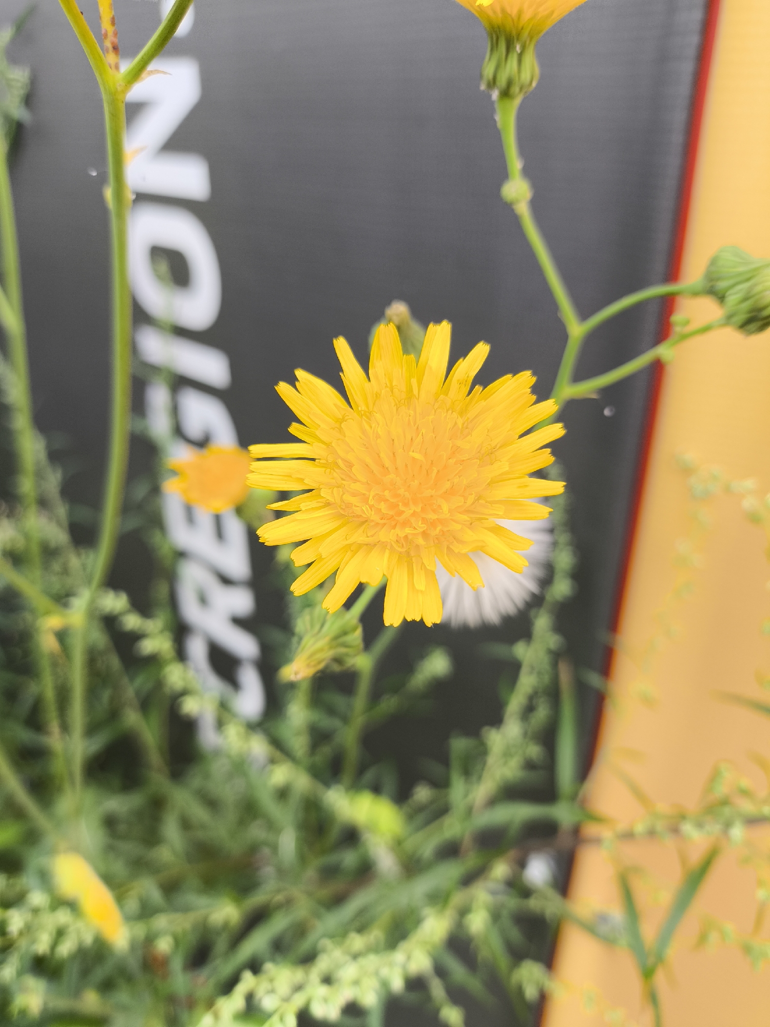 A close-up, eye-level shot features a bright yellow flower in the foreground. The flower has many thin petals radiating from a central disk. Behind the flower, a dark gray surface with white lettering is visible, partially obscured by greenery. To the right of the dark surface, a bright yellow object with a red border is also present. The background also contains blurred green foliage. The scene is outdoors, possibly in an urban environment given the lettering on the dark surface. The specific location in Solikamsk, Russia, is not discernible from the visual information provided.