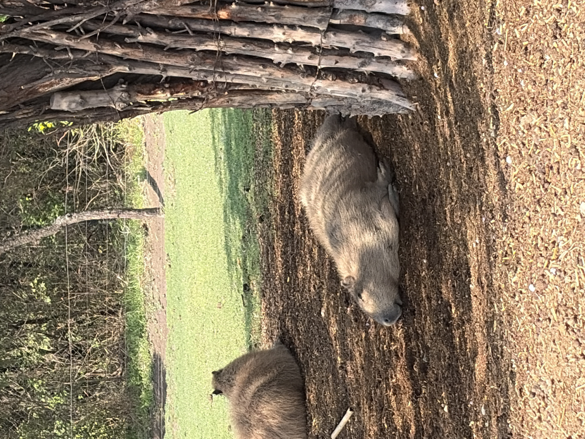 Two capybaras are in a dry dirt area near green grass and trees in San Pedro Zacachimalpa, Mexico. A makeshift fence of sticks and logs borders the area. The capybara closest to the viewer is lying down, while the other capybara is farther away.