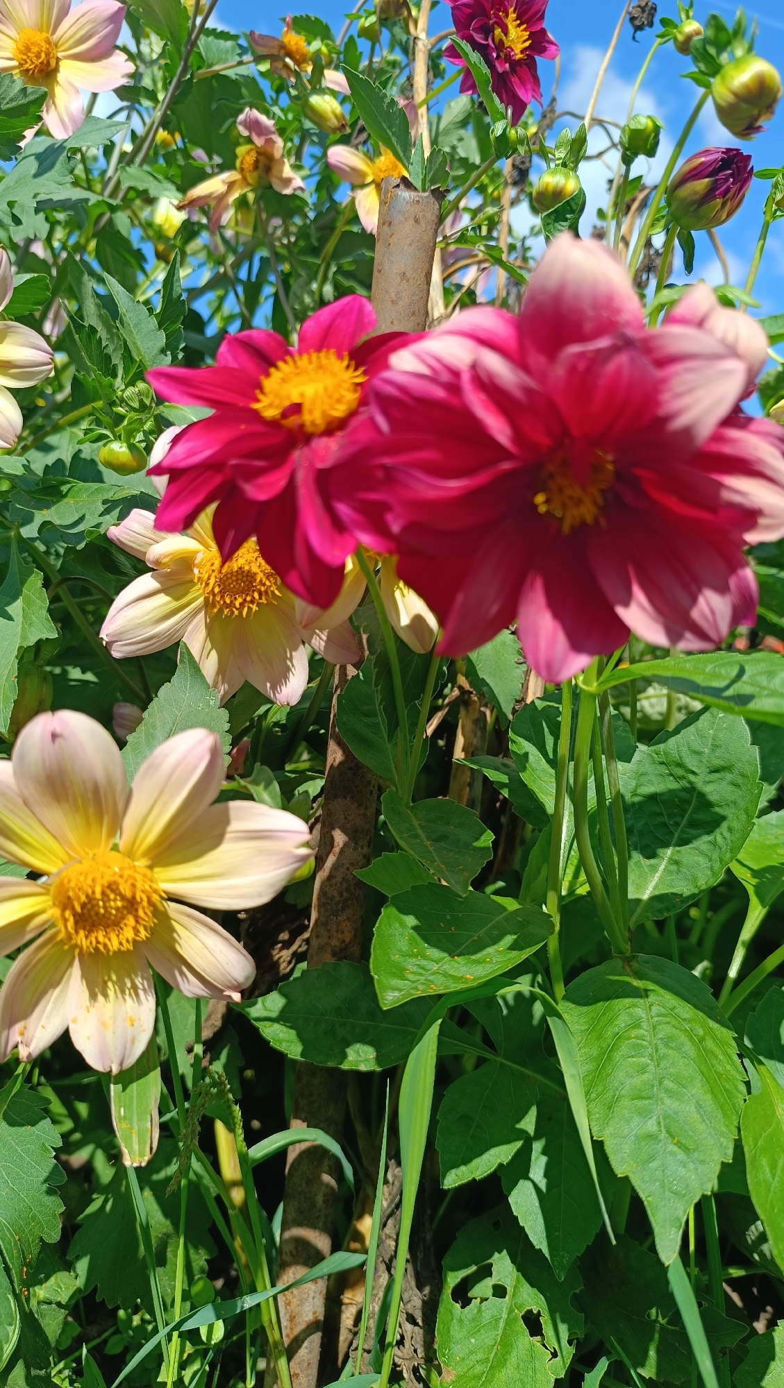 A close-up, eye-level outdoor shot captures a cluster of dahlias in bloom. The flowers are in various shades of pink and yellow, with some buds still closed. The background is a blur of green foliage and a bright blue sky with scattered white clouds. A rusty metal pole runs vertically through the center of the image, supporting the plants. The scene appears to be in a garden. The location is specified as Karsha, Russia. There are no people or animals visible.