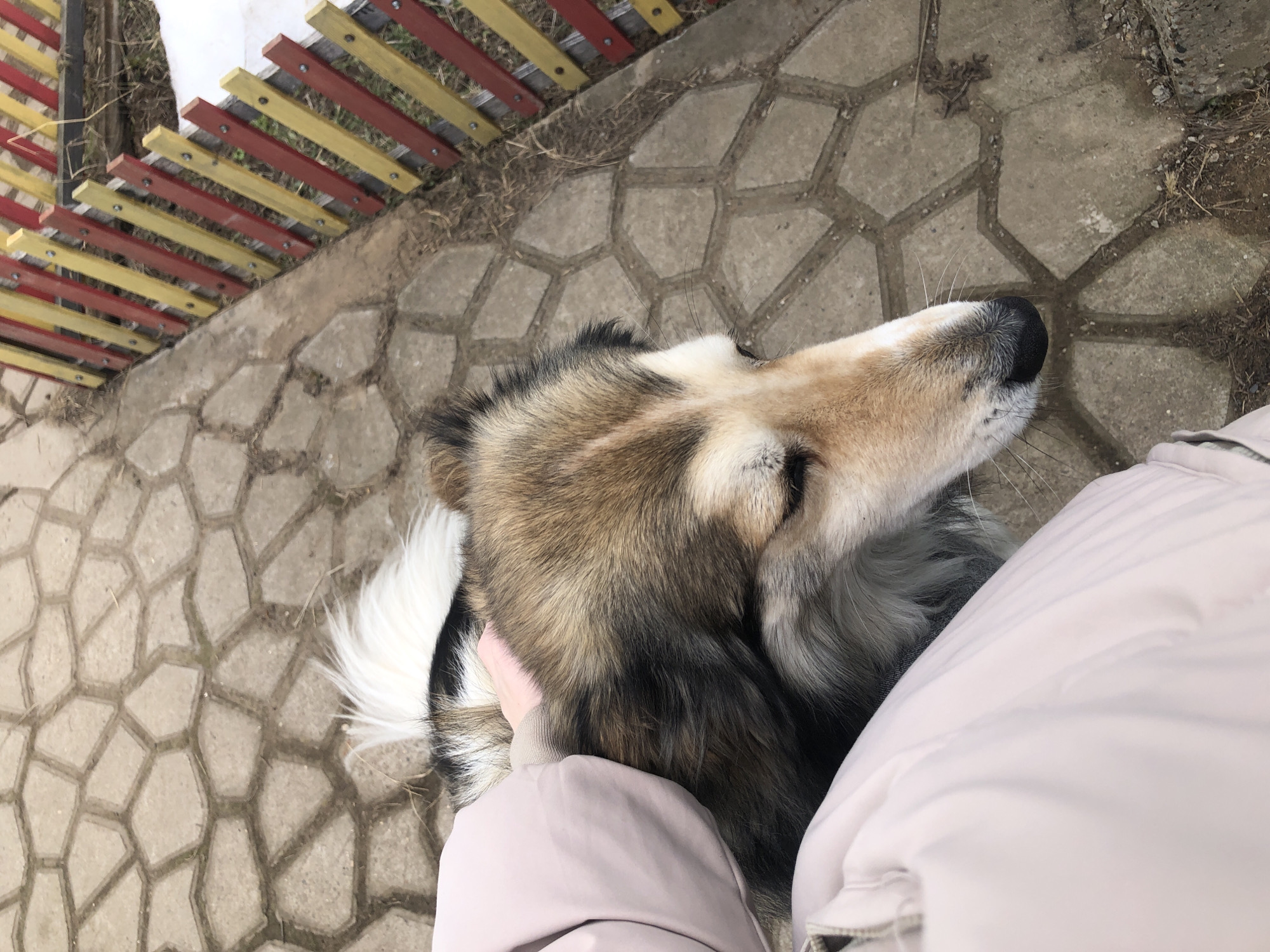 The scene, set in Noviy, Russia, presents an overhead view of a human interacting with a dog. A multi-colored dog, featuring tan, brown, black, and white long fur, is positioned prominently, with its head and upper back visible. Its eyes are partially closed, facing downwards. A distinct white tuft of fur is visible on its back towards the rear. A human's right arm, clad in a light pink or beige jacket with a ribbed cuff, is extended from the lower left, with the hand gently resting on or stroking the dog's head and neck. The ground consists of grey, irregularly shaped concrete pavers, interspersed with dirt and dry grass. To the right, a low, slatted wooden fence, painted with alternating red and yellow vertical segments, runs diagonally, separating the paved area from a patch of dry vegetation and residual snow.