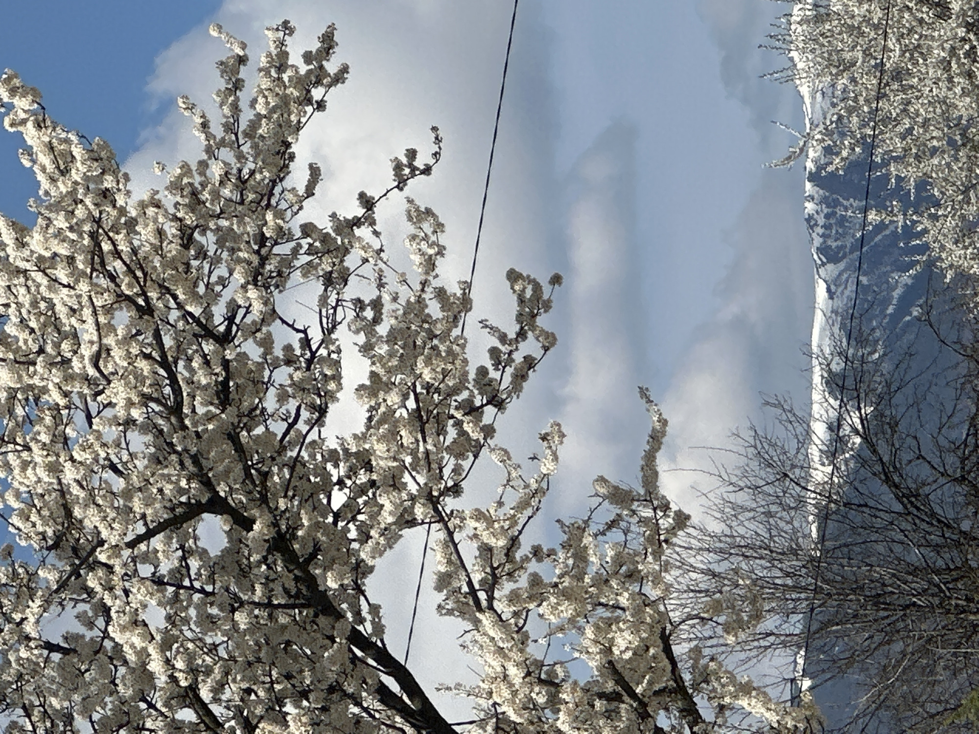 The image shows a low-angle view of trees in bloom against a sky with clouds. The trees have delicate white flowers, suggesting a springtime scene. Power lines are visible against the sky. In the background, a mountain is partially visible with snow. The specific city and location are not identifiable from the image. The subjects are trees, the sky, and a mountain. The action is the trees blooming. The environment is outdoors.