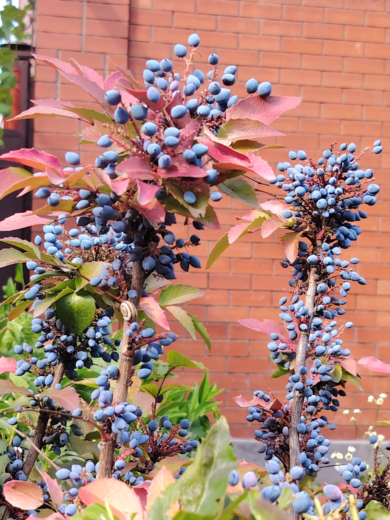The image depicts a close-up view of a plant with clusters of small, blue berries and reddish-pink leaves. The plant is positioned in front of a brick wall, which appears to be part of an outdoor setting, possibly a garden or yard. The brick wall is made of orange-red bricks arranged in a standard bond pattern. In the background, other green foliage and a small white flower can be observed, suggesting a natural environment. A tiny snail with a striped shell is visible on one of the plant's stems. The lighting suggests it is daytime, with soft light illuminating the scene. The overall scene is tranquil and focuses on the natural details of the plant and its immediate surroundings. There are no people or animals present other than the snail.
