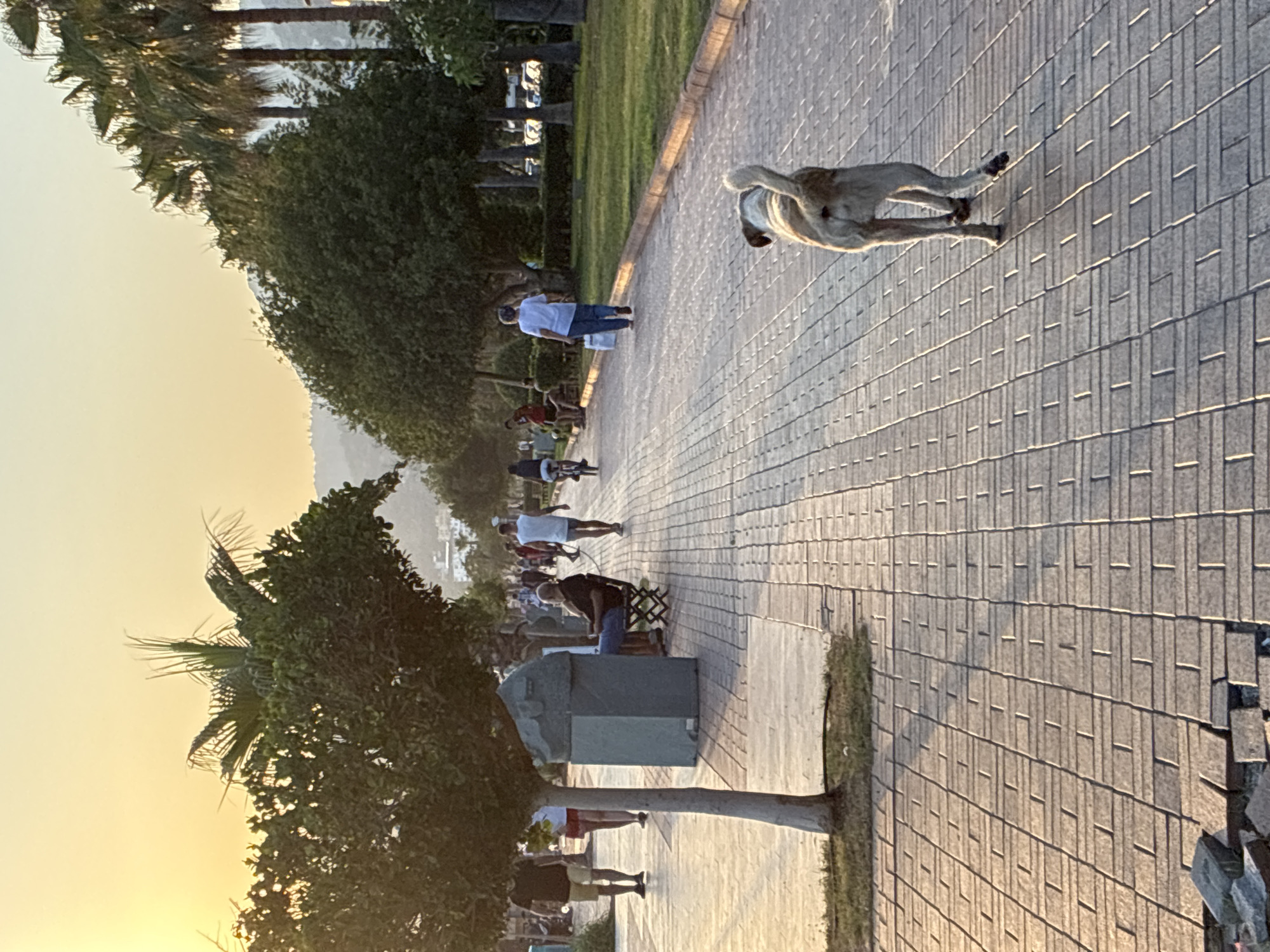The image depicts a scene along a paved promenade in Alanya, Turkey, bathed in the warm glow of a sunset. In the foreground, a medium-sized dog with light-colored fur is walking away from the camera, its tail held high. The promenade is paved with rectangular stones, and a thin strip of grass runs alongside it, bordered by a low concrete barrier. Palm trees and lush green trees line the promenade, with more trees and hills visible in the background.
Several people are present on the promenade. To the left, a man in a black t-shirt and yellow shorts is walking. Further down, a person in a white tank top and blue shorts is walking towards the camera. On the right side of the promenade, a person in a white t-shirt and blue jeans is walking away, carrying a white bag. Further in the background, other individuals are seen walking, cycling, and sitting on benches. The scene suggests a relaxed evening atmosphere.
A prominent feature in the middle ground is a large, grey, concrete structure that appears to be a bin or a monument. A man is seated on a patterned chair next to this structure, appearing to be holding something in his hands. The overall impression is that of a public walkway in a city known for its coastal resorts, likely during tourist season. The lighting indicates late afternoon or early evening, characteristic of Mediterranean locales.