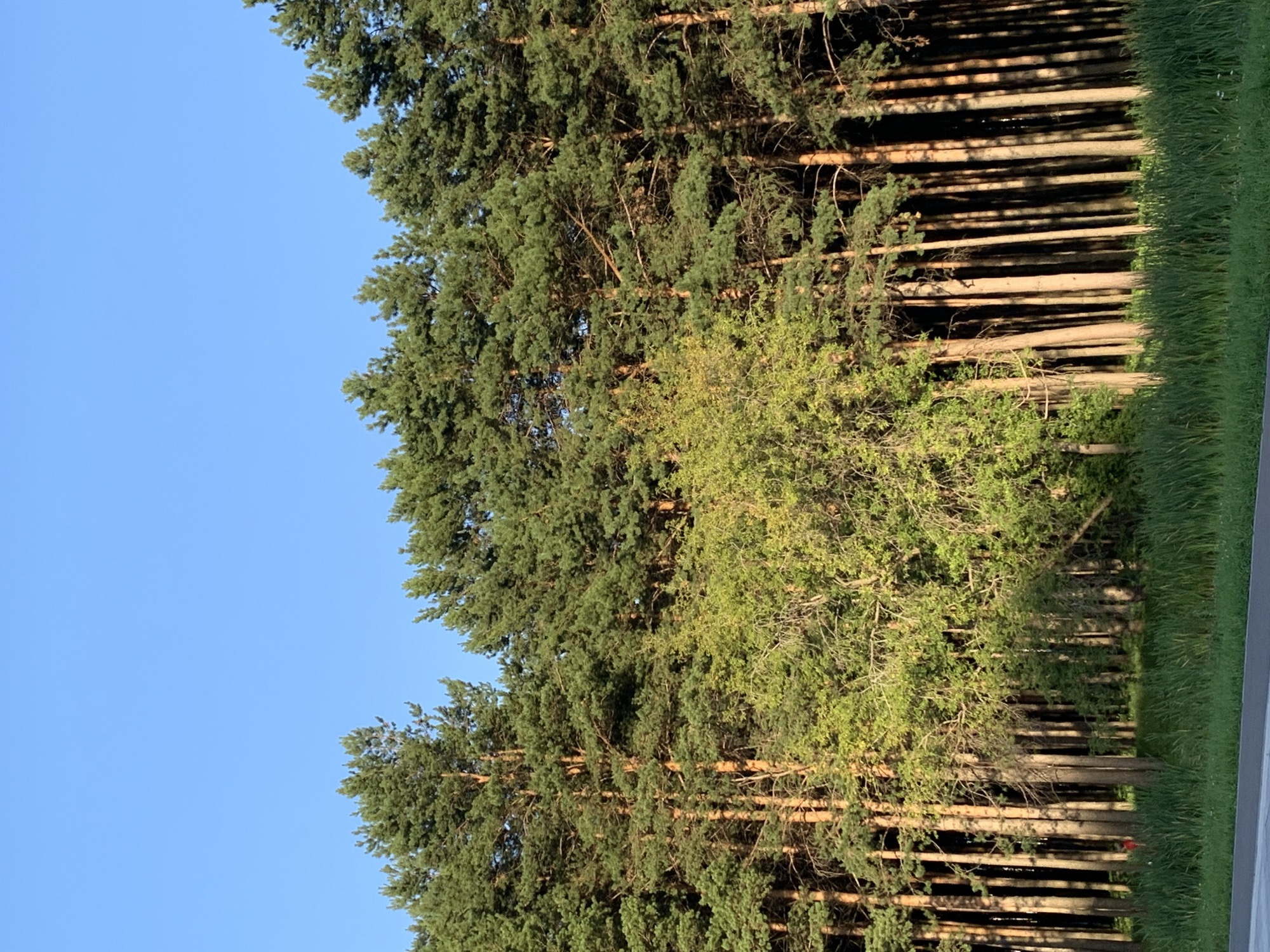 A vertical, eye-level shot captures a dense forest of tall pine trees against a clear blue sky. The trees are tightly packed, creating a wall of green foliage and rough, brown trunks. Sunlight streams through the branches, casting dappled shadows on the forest floor. In the foreground, a strip of vibrant green grass grows, and beyond that, a line of reeds or tall grass. A single small figure in a red shirt is visible near the left side of the image, standing within the trees. The scene appears to be a natural area, possibly a park or the outskirts of a settlement, in Prokopyevsk, Russia, characterized by the extensive conifer forest.