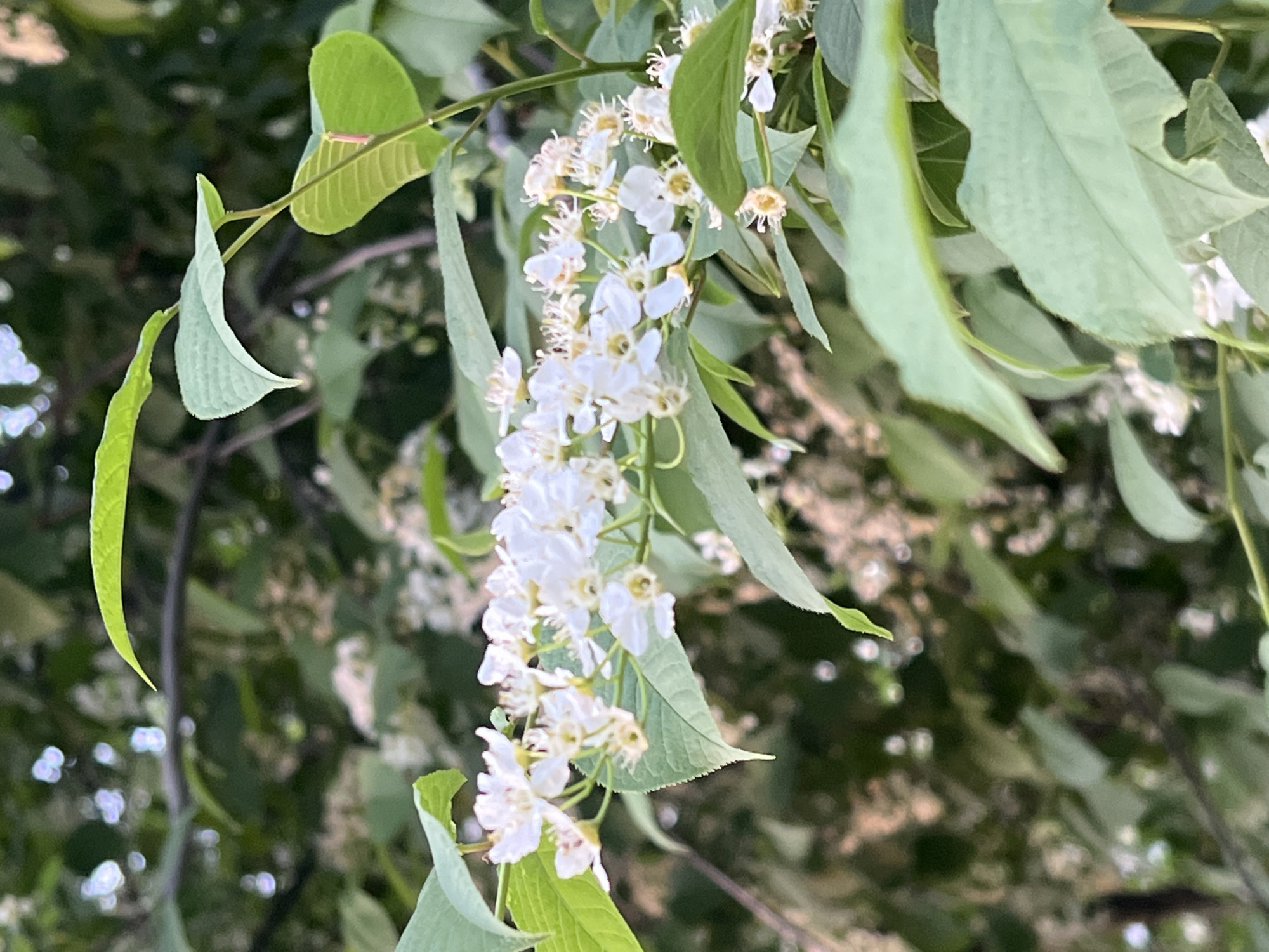 The image shows a cluster of white flowers, possibly from a tree, hanging among green leaves. The background is a blur of foliage. There is no information in the image itself to determine that it was taken in Chaikovsky, Russia.