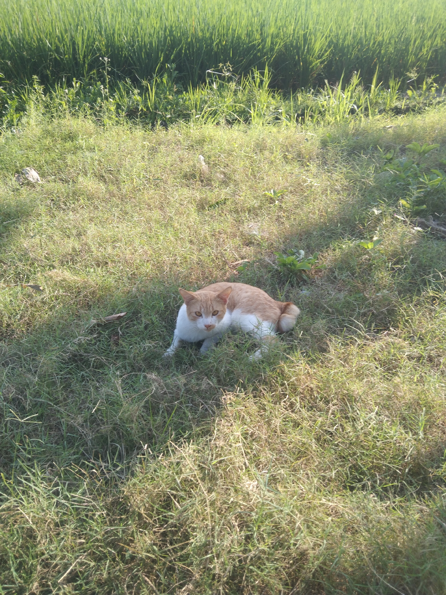 A ginger and white cat is lying in a grassy field with a rice paddy in the background. The cat is in the center of the frame, facing forward with its head slightly turned to the left. Its eyes are open and it appears to be alert. The grass is dry and somewhat sparse, with some patches of green. The rice paddy is lush and green, with tall stalks of rice. The sun is shining, casting shadows on the grass. The image appears to have been taken on a clear, sunny day. The location is described as Buntalan, Indonesia, which is a rural area known for its rice fields.
