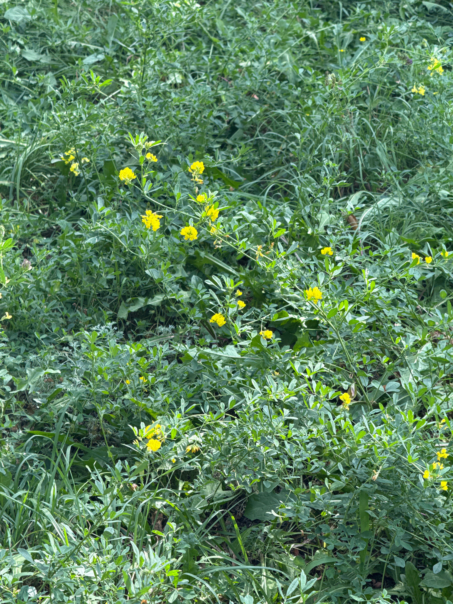 The image shows a close-up, eye-level view of a patch of ground covered in dense, green vegetation. Small, yellow flowers are scattered throughout the greenery. The plants appear to be low-growing with delicate leaves and stems. The background is a blur of more green foliage, suggesting an outdoor, natural setting. There are no people or man-made objects visible in the image. The scene depicts a natural growth of plants, possibly in a park or uncultivated area. The location is specified as Ekibastuz, Kazakhstan.