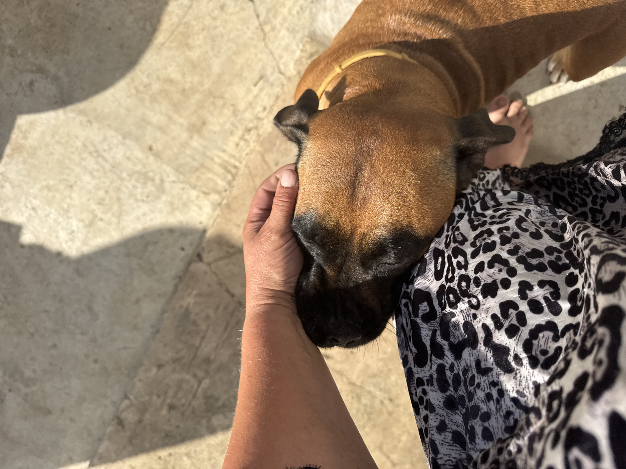 A person is petting a brown dog outdoors. The dog is resting its head on the person's lap, which is covered by a leopard-print garment. The person's arm is visible, and the dog is wearing a yellow collar. The ground appears to be concrete, with some shadows cast from an unseen object, suggesting it is daytime. The scene is set outdoors in Chaikovsky, Russia.