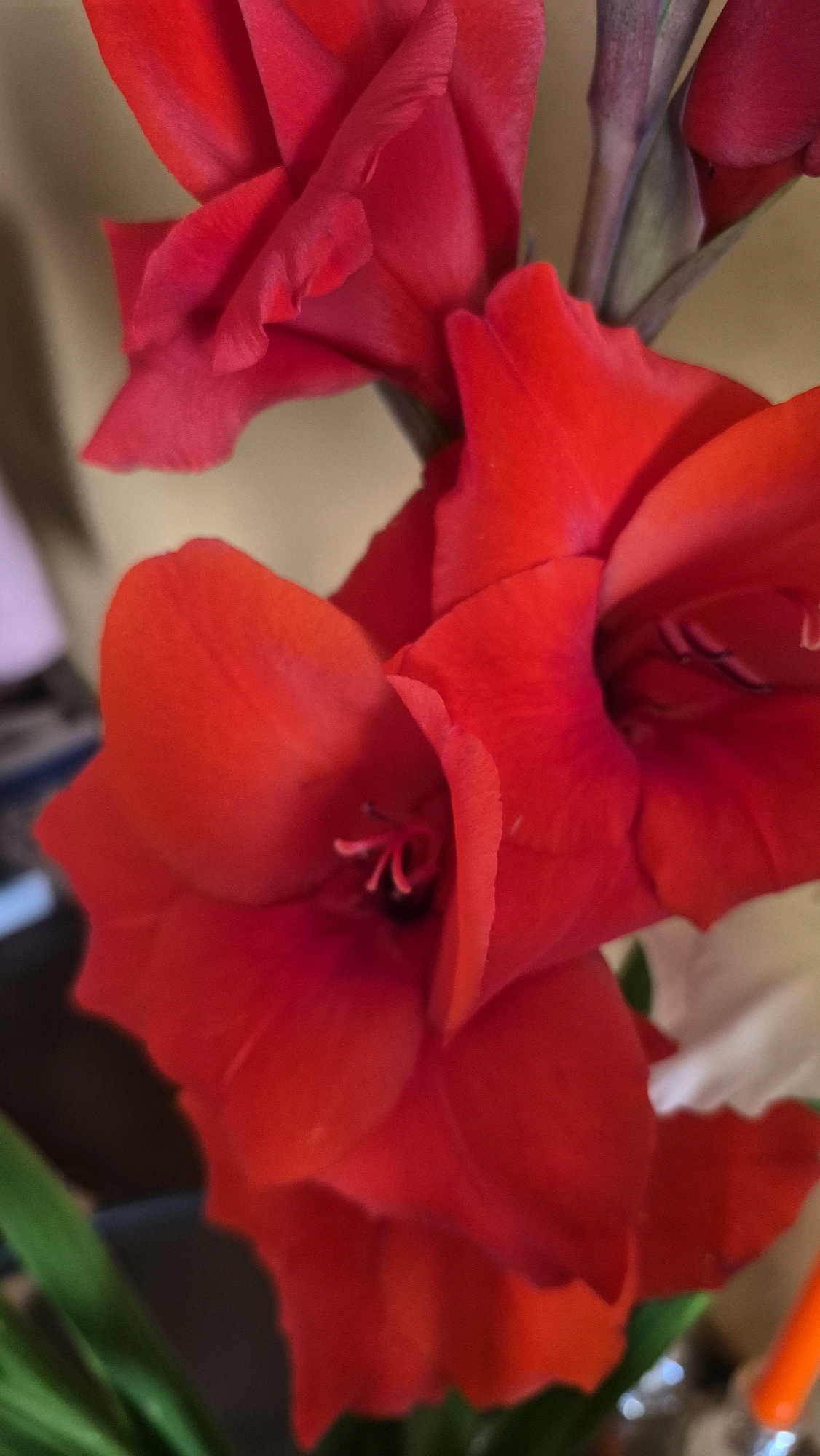 The image displays a close-up view of vibrant red gladiolus flowers. The flowers are in various stages of bloom, with some fully open and others partially closed. The petals are soft and velvety, with delicate folds and curves. The stamen and pistils are visible within the open blooms. The background is softly blurred, suggesting an indoor setting, possibly a home or floral arrangement display. There are hints of green foliage at the bottom of the frame, indicating the presence of leaves. The lighting is soft and diffused, highlighting the rich red color of the petals. There is no discernible indication of the city of Krauja, Latvia, nor any people or specific actions taking place.