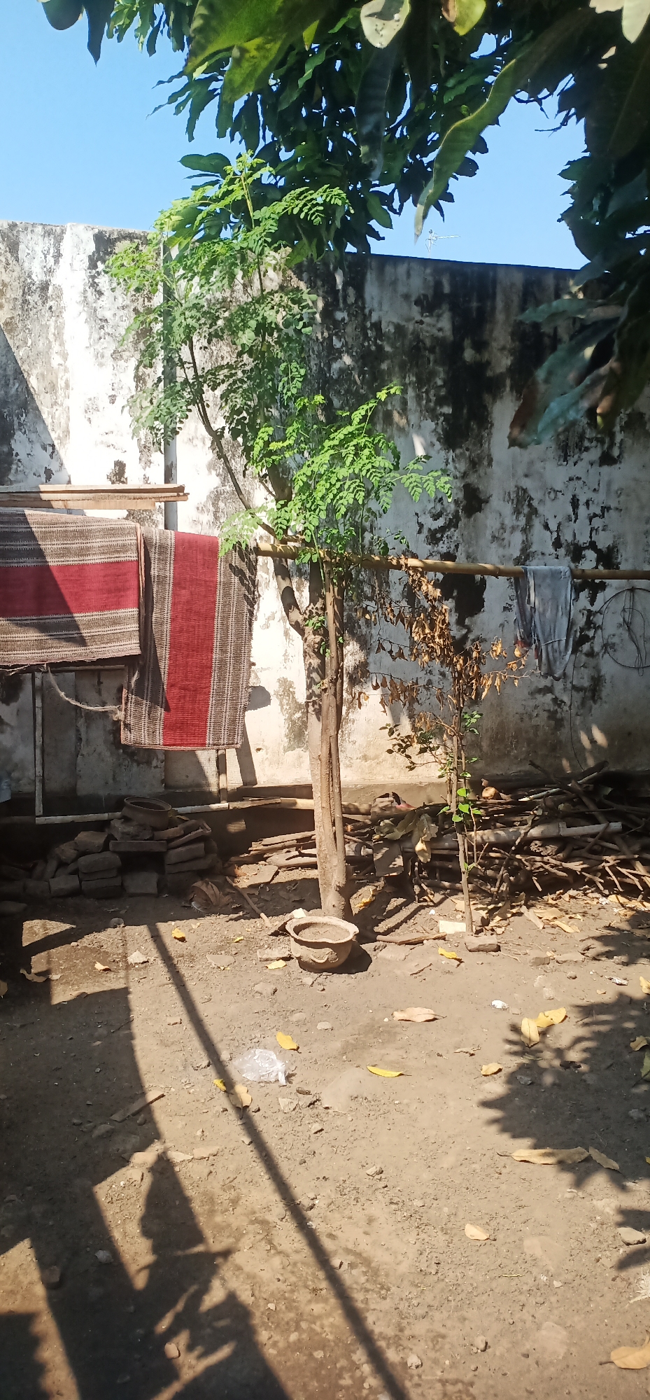 In Gending, Indonesia, a backyard scene unfolds under a clear blue sky, with the sun casting distinct shadows across the dirt ground. A weathered, off-white wall, marked with dark splotches, serves as a backdrop. A thin tree with vibrant green leaves stands in the center, to its right, another smaller, dry tree droops with sparse, brown foliage. Laundry hangs on a bamboo pole; two striped textiles, one predominantly red and the other with red and brown stripes, are on the left, and a grey garment is on the right. To the left of the central tree, a pile of bricks and what appears to be a portion of a woven mat are visible. In front of the central tree, a small, empty clay pot sits on the ground. To the right of the central tree and behind the dry one, a collection of dry branches and wood is stacked. Scattered yellowed leaves lie on the ground, along with a crumpled plastic bag.