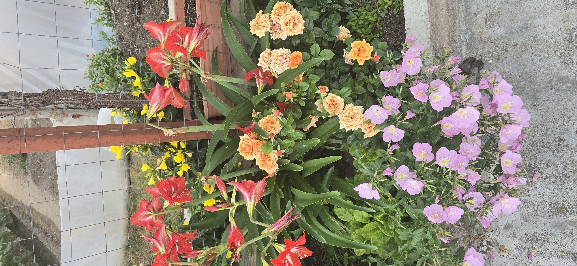 The image displays a vibrant and diverse garden scene, rotated on its side (90 degrees clockwise). The central and left portions are dominated by striking red, trumpet-shaped flowers, resembling Amaryllis or Hippeastrum, characterized by their prominent petals and long, green strap-like leaves. Interspersed among these and to their right are numerous delicate roses in shades of orange and peach, some fully open with visible stamens, others still in bud, all surrounded by lush green foliage.
Further to the right, a dense cluster of light pink flowers, identifiable as Pink Evening Primrose (Oenothera speciosa), spreads widely, showcasing their distinctive four petals and bright yellow centers. These pink blooms grow alongside a grey concrete surface, likely a path or border. In the background, particularly behind the red flowers, smaller yellow blossoms are visible among green groundcover.
A rustic-looking metal fence with a horizontal reddish-brown bar and wire mesh provides a structural element on the left side of the frame. A weathered, gnarled wooden branch or log rests atop this fence. Beyond the fence, hints of a white plastic sheet, possibly part of a greenhouse structure, can be seen, along with patches of soil and dirt. The scene is brightly lit by natural daylight, suggesting a clear day. No human activity or visible text is present. The overall impression is one of a flourishing and colorful garden, located in Govedare, Bulgaria.