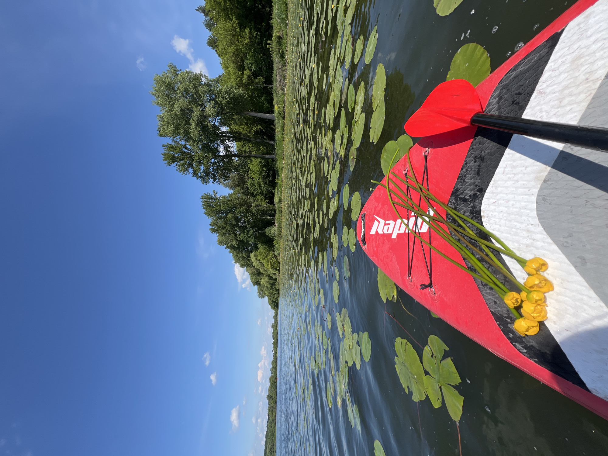A first-person perspective shot taken from a red stand-up paddleboard on a lake. The paddleboard is in the foreground, with a red paddle leaning against it. A small bunch of yellow water lilies rests on the board. The lake is covered with numerous green lily pads. In the background, a dense line of green trees forms the shoreline, with a clear blue sky above, dotted with a few white clouds. The scene is consistent with a location near Bila, Ukraine, known for its natural lakes and waterways.