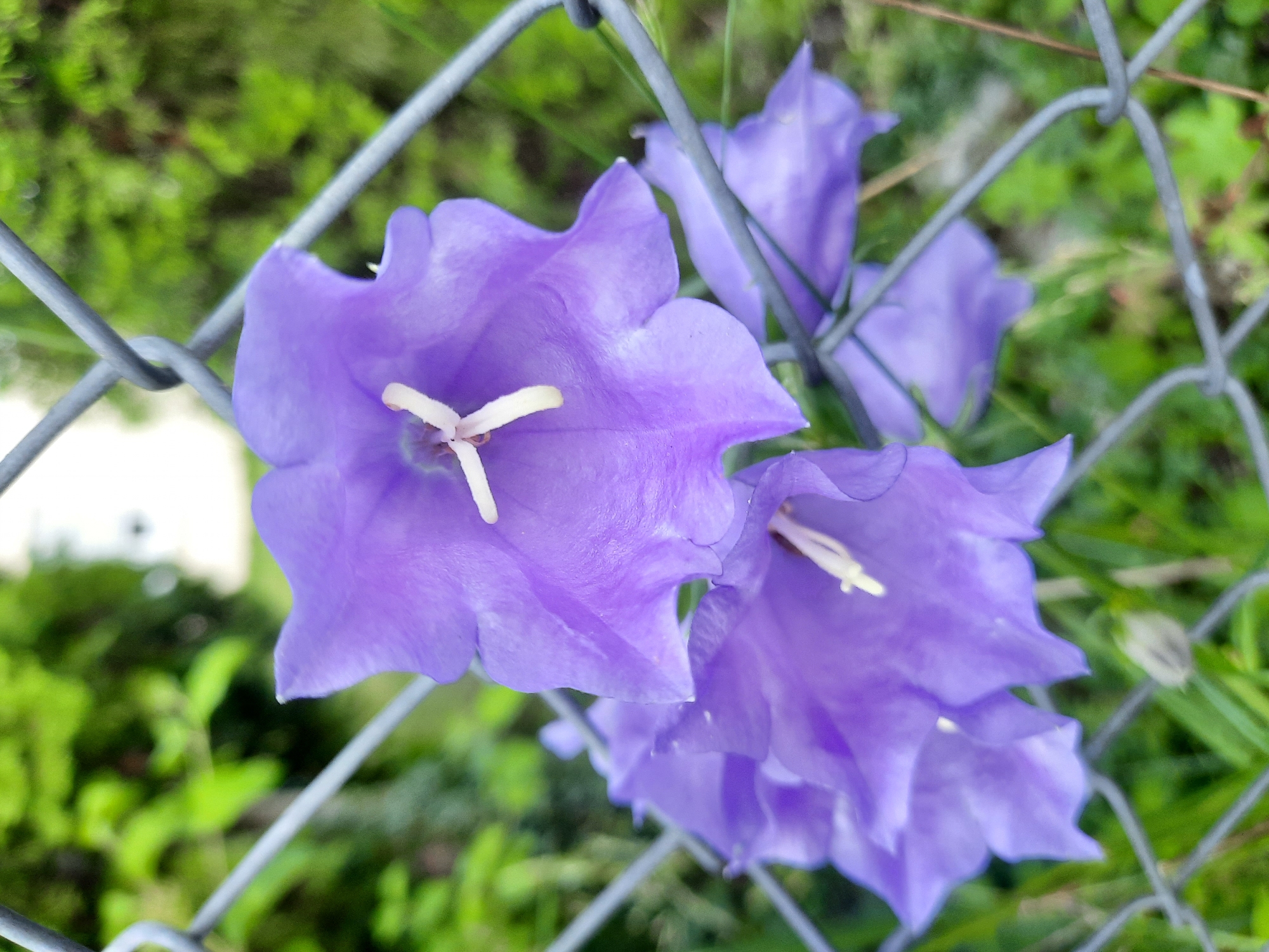 A close-up, low-angle, vertical shot captures several purple bell-shaped flowers partially obscured by a chain-link fence. The flowers are in focus, with delicate white stamens visible in their centers. The background consists of blurred green foliage and grass, suggesting an outdoor environment, possibly a garden or park. The chain-link fence runs diagonally across the frame, with its metallic grey texture contrasting with the soft petals of the flowers. The lighting is natural and diffused, indicating an overcast day or shade. The scene depicts a small detail of nature juxtaposed with a man-made structure. No people are present in the image. The image was taken in Rosenheim, Germany.