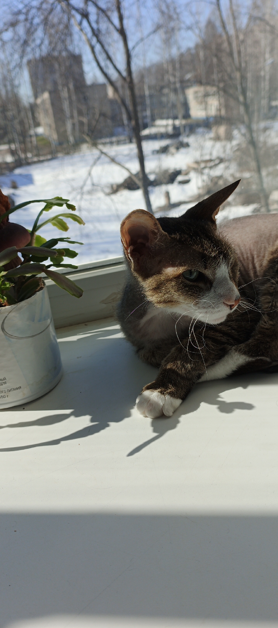 A hairless cat sits in a sunny windowsill next to a potted plant. Snow-covered ground and trees are visible through the window, with buildings in the distance. The location is Chaikovsky, Russia.