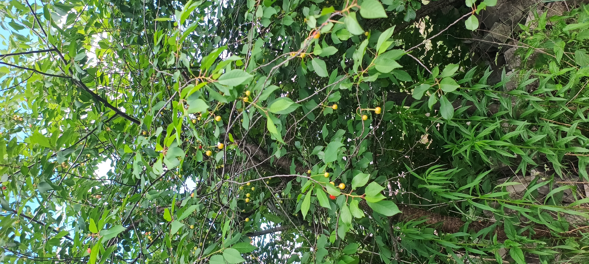 The image shows a close-up of a tree branch laden with small, unripe cherries. The cherries are a pale yellow-green color, with a few starting to turn red. They are clustered along thin stems, surrounded by vibrant green leaves. The leaves are oval-shaped with serrated edges, and they are lush and plentiful, creating a dense canopy.
The background is a mix of more foliage and hints of a chain-link fence obscured by the greenery. Some scattered rocks are also visible behind the fence. The lighting suggests it is daytime, with sunlight filtering through the leaves, creating dappled shadows. The overall impression is one of nature, perhaps an orchard or a backyard garden during the early stages of fruit development. The scene is peaceful and natural, with no visible humans or animals. There is no text present in the image.