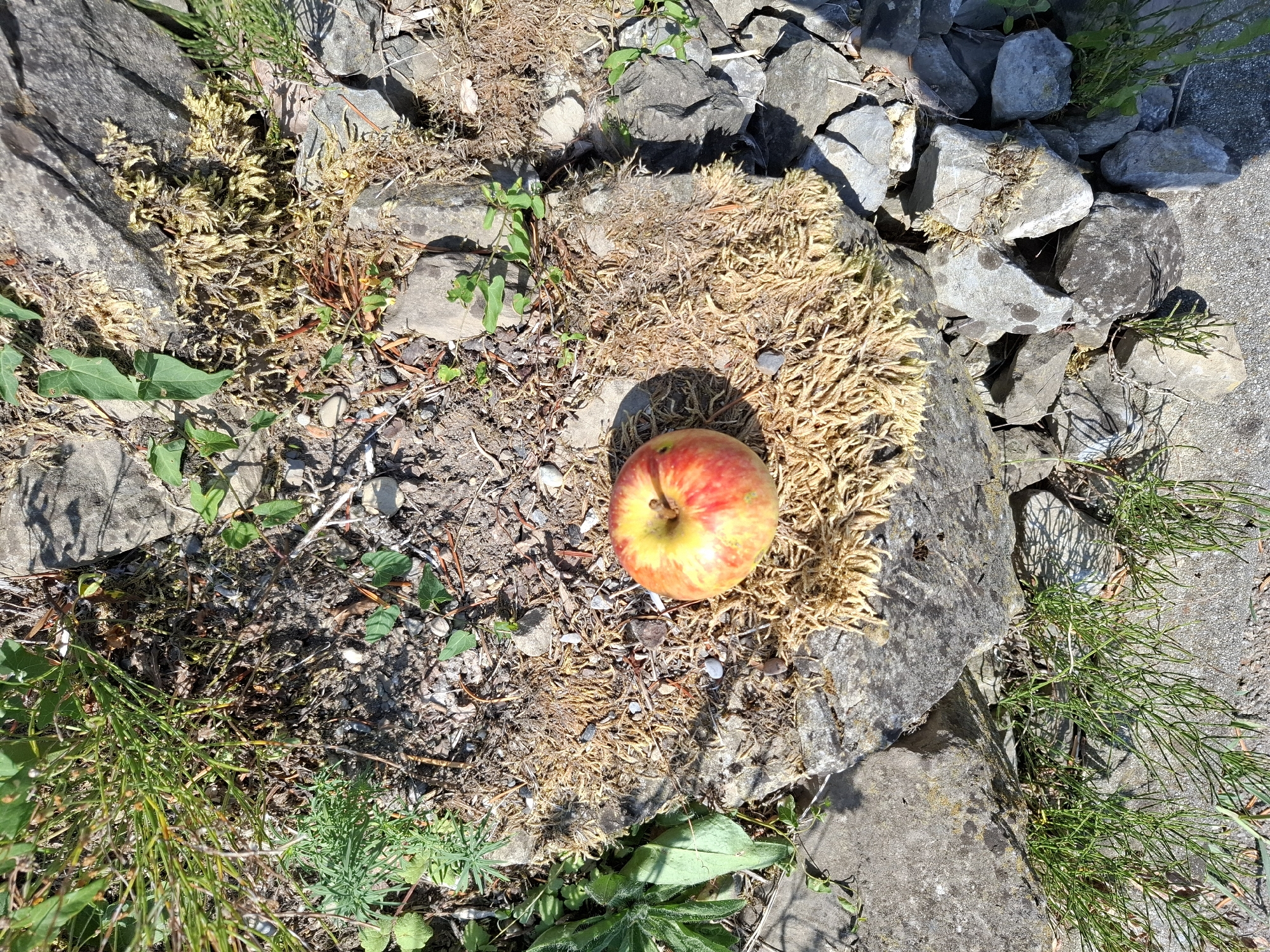 A single, red and yellow apple rests on a patch of dry, brown moss. The apple is positioned in the center of the frame, casting a subtle shadow. The surrounding environment consists of gray, rough-textured stones of various sizes, with sparse green vegetation and dry grasses growing in between and around them. The lighting suggests a sunny day. The scene appears to be outdoors, possibly in a garden or a natural rocky area. There are no people visible in the image.