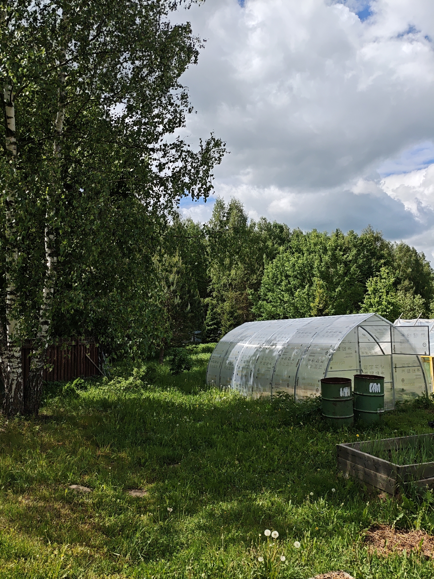 The image depicts a garden scene in Боровково, Russia, featuring a greenhouse constructed of a metal frame covered with translucent plastic sheeting. In front of the greenhouse, two green metal barrels stand adjacent to a raised garden bed containing vegetation. The foreground consists of a grassy lawn interspersed with dandelions. To the left, birch trees with white bark and green foliage are visible, partially obscuring a wooden fence. The background shows a forest of green trees under a sky with scattered clouds.