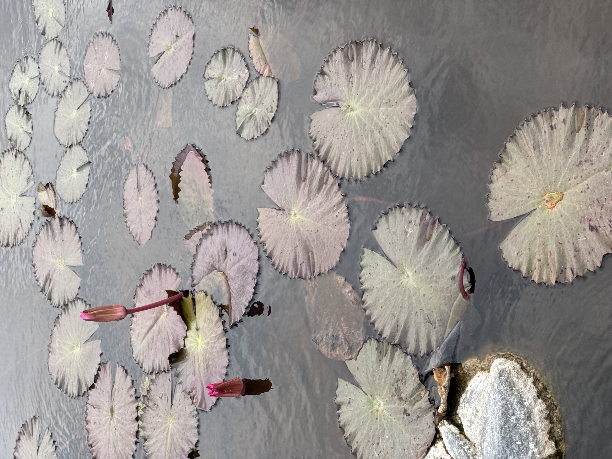 The image shows a body of water with numerous lily pads and two budding lotus flowers. The lily pads are circular with a slightly serrated edge and vary in color from pale green to a pinkish-purple hue. The lotus buds are elongated and pointed, with a deep pink color. The water appears dark and still, with ripples suggesting a slight movement. Some rocks are visible on the left side of the image, near the edge of the water. The overall scene is serene and natural, with a focus on the aquatic plants and their reflections in the water. The image does not provide any information that would allow for the identification of the location within Kuta Selatan, Indonesia.