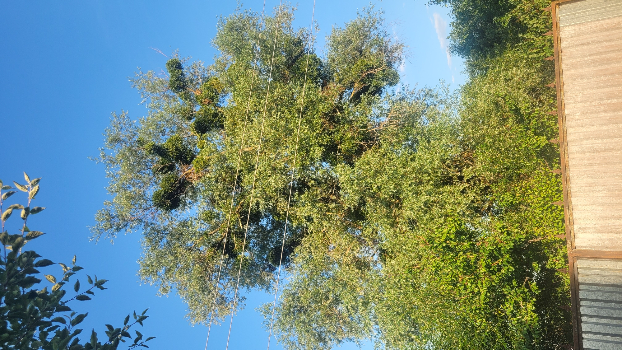 The image depicts a view looking upwards towards a large, leafy tree on a clear, sunny day. The sky is a vibrant blue, indicating good weather. The tree is dense with green foliage, and several strands of thin, light-colored rope or wire hang vertically through its branches. Some darker, clumpier growths, possibly mistletoe or other parasitic plants, are visible within the tree's canopy. To the right of the tree, a portion of a building is visible. This building appears to be made of corrugated metal with wooden trim, suggesting a utilitarian or outdoor structure like a shed or outbuilding. The perspective suggests the photo was taken from ground level, looking up into the tree and towards the sky. The lighting suggests it is daytime, likely mid-morning or afternoon, given the brightness and the shadows cast within the foliage. No people or animals are visible in the image.