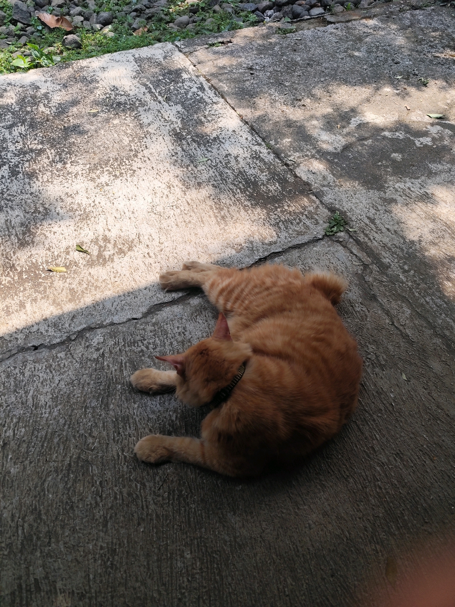 A ginger cat is curled up asleep on a concrete surface. The concrete has cracks and is unevenly colored, with patches of lighter and darker gray. Sunlight casts shadows on the surface, creating a dappled effect. To the upper left of the frame, there is a patch of grass and rocks, suggesting an outdoor environment. The cat is wearing a dark collar with a small bell. The scene is set outdoors, likely in a residential area or park, as evidenced by the concrete path and the vegetation. It's not possible to determine the specific location in Bogor, Indonesia from the image alone, but the presence of tropical plants and the quality of light suggest a warm climate.