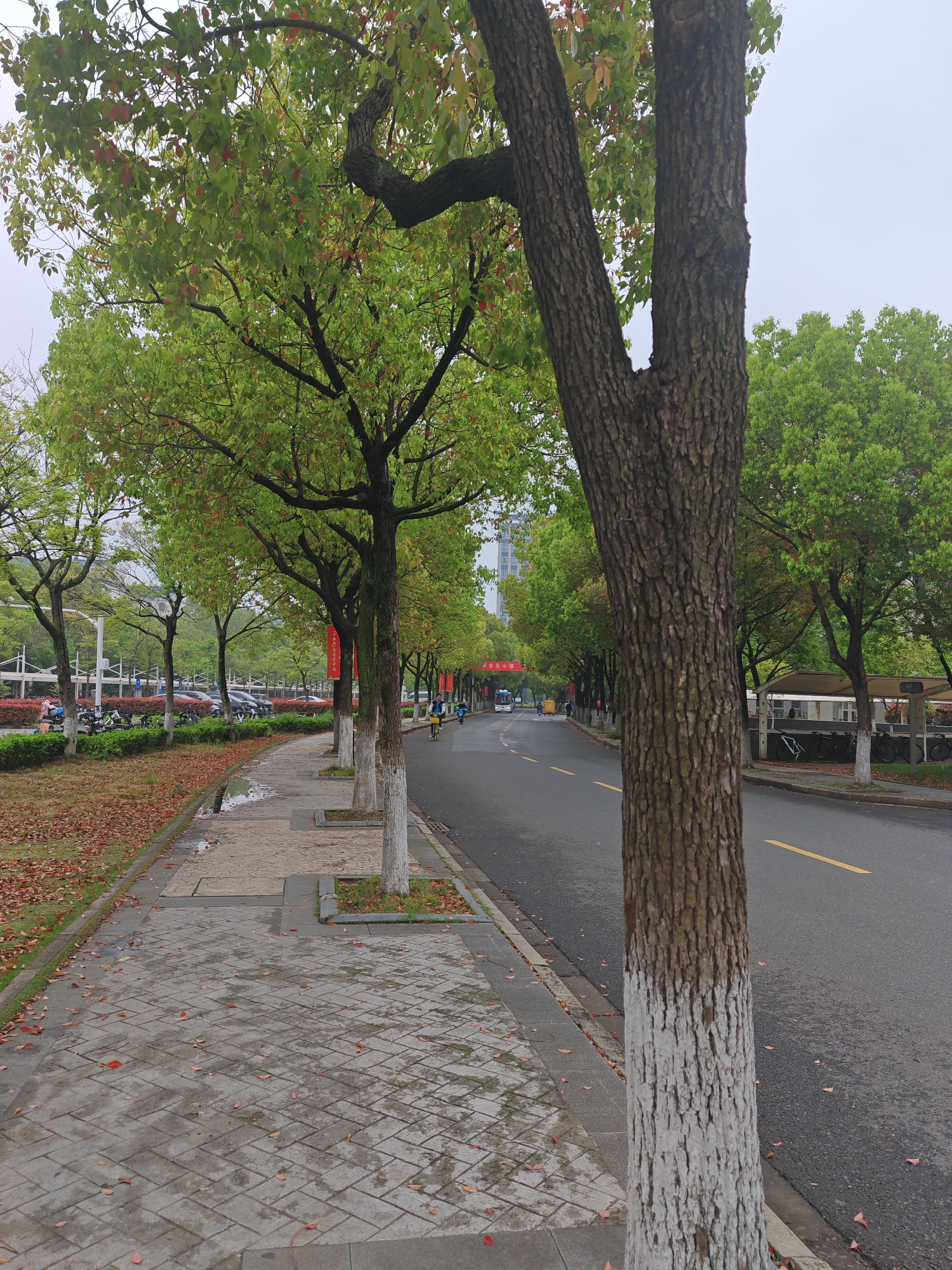 A street in Jiangning District, China, is lined with trees that have whitewashed trunks. A paved sidewalk runs alongside the road, and fallen leaves are scattered on both the sidewalk and the grassy area next to it. On the road, a bicycle and a few other vehicles are visible in the distance. Buildings and parking lots are seen further in the background. The sky appears overcast.