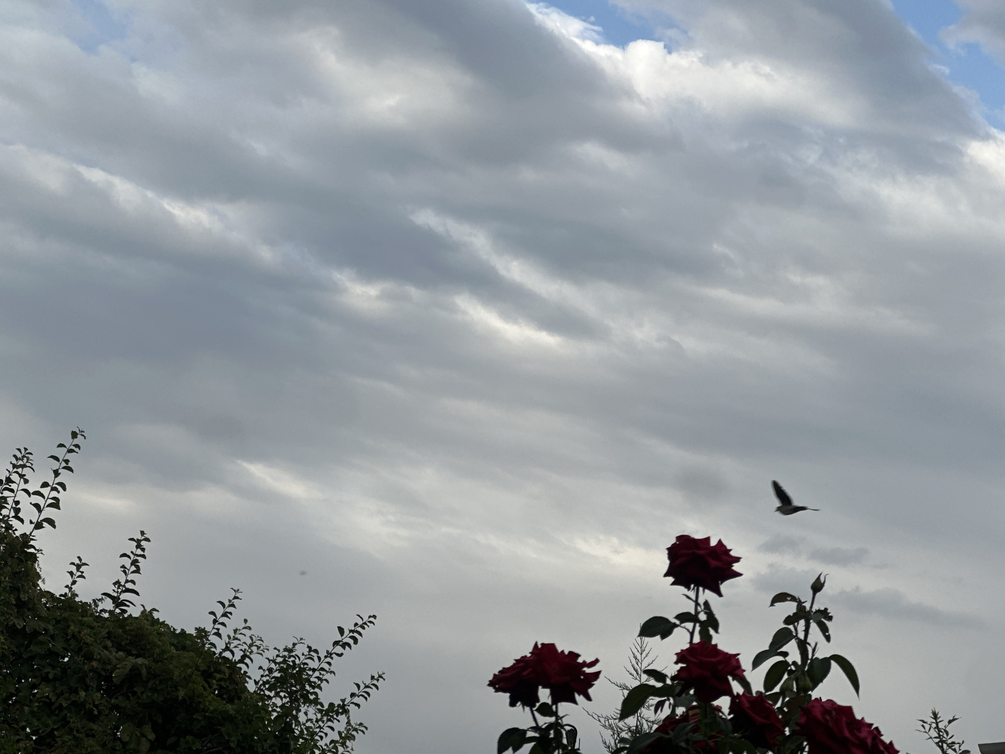 The image captures a cloudy sky over a garden in Алмалуу, Kyrgyzstan. In the foreground, several dark red roses are in bloom, with some green foliage. To the left, the dark silhouette of a dense tree or shrub is visible, with thin, vertical branches extending upwards. In the sky, a small bird is seen in flight. The clouds are varied in texture and density, with streaks of lighter sky visible between them. The overall lighting suggests it is either early morning or late afternoon under an overcast sky.